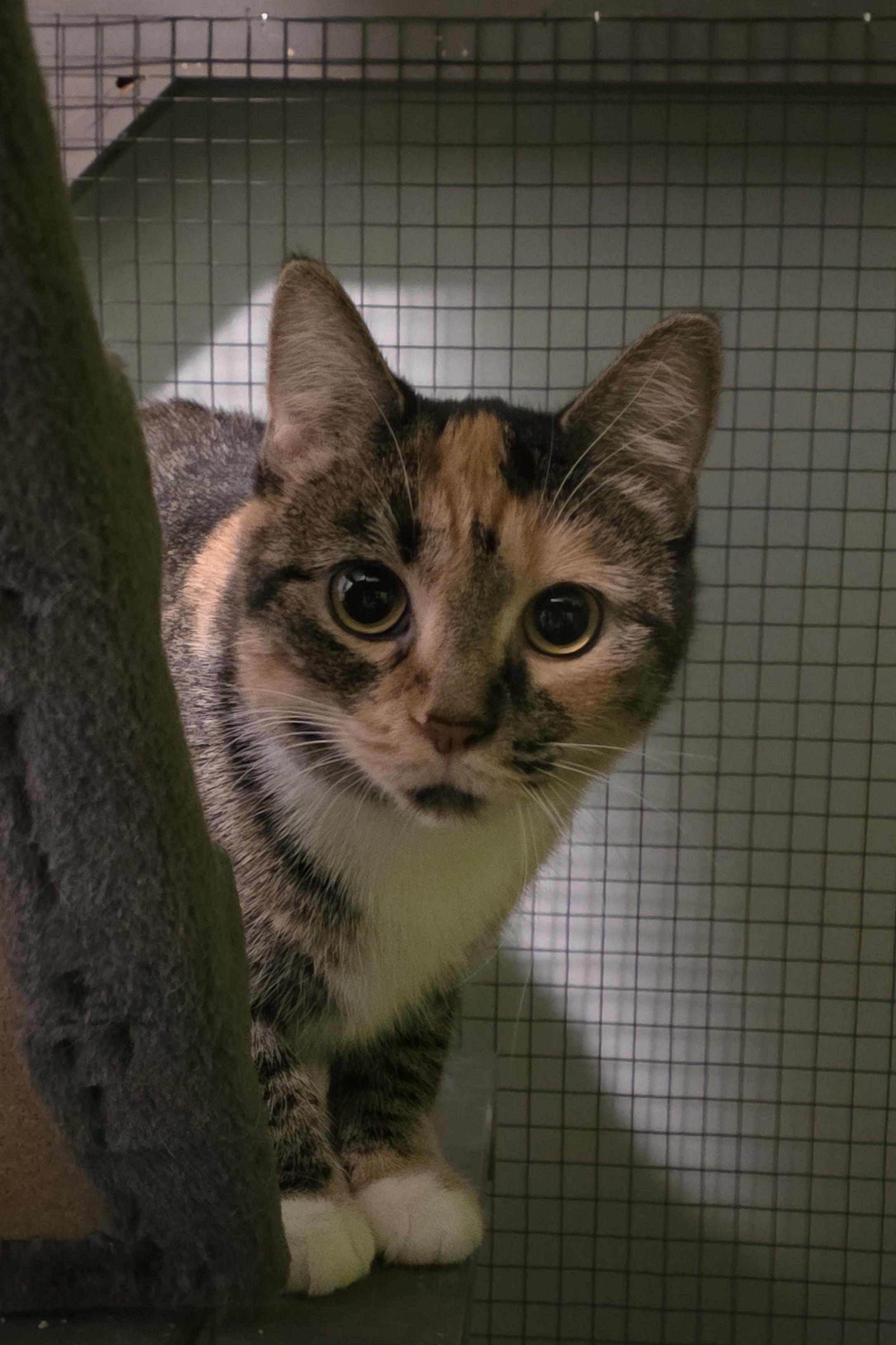 Enlarge Fontina, a ADOPTABLE Domestic Short Hair in Elizabeth, IL image 4/4