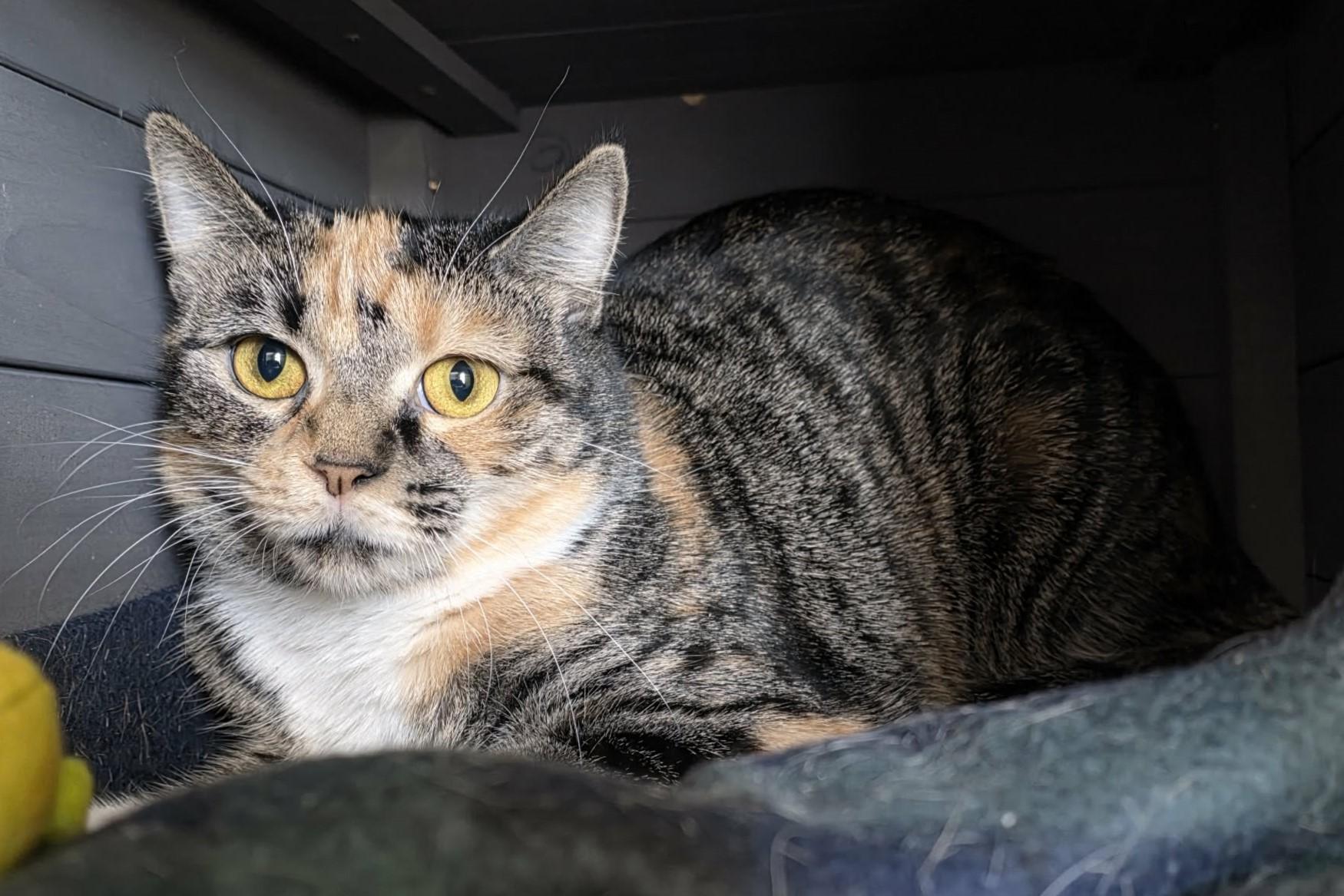 Enlarge Fontina, a ADOPTABLE Domestic Short Hair in Elizabeth, IL image 1/4