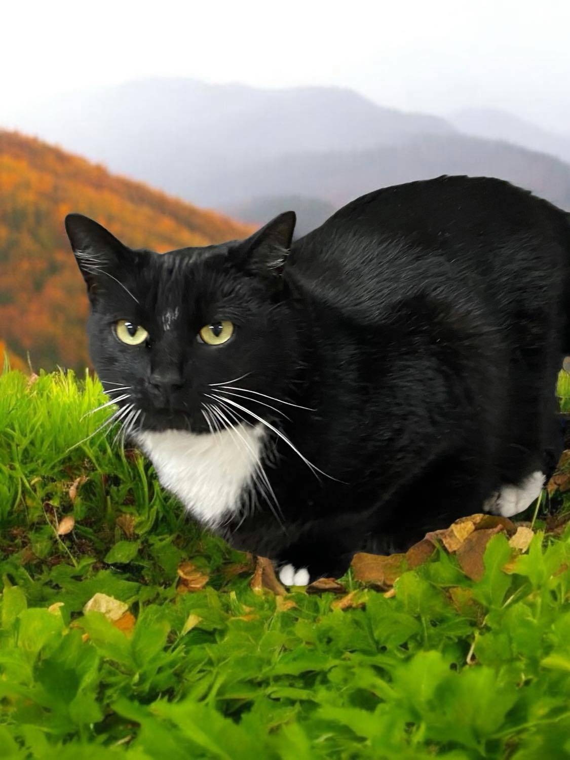 WICKERS, a Adoptable mixed breed in Sumter, SC image 2/2