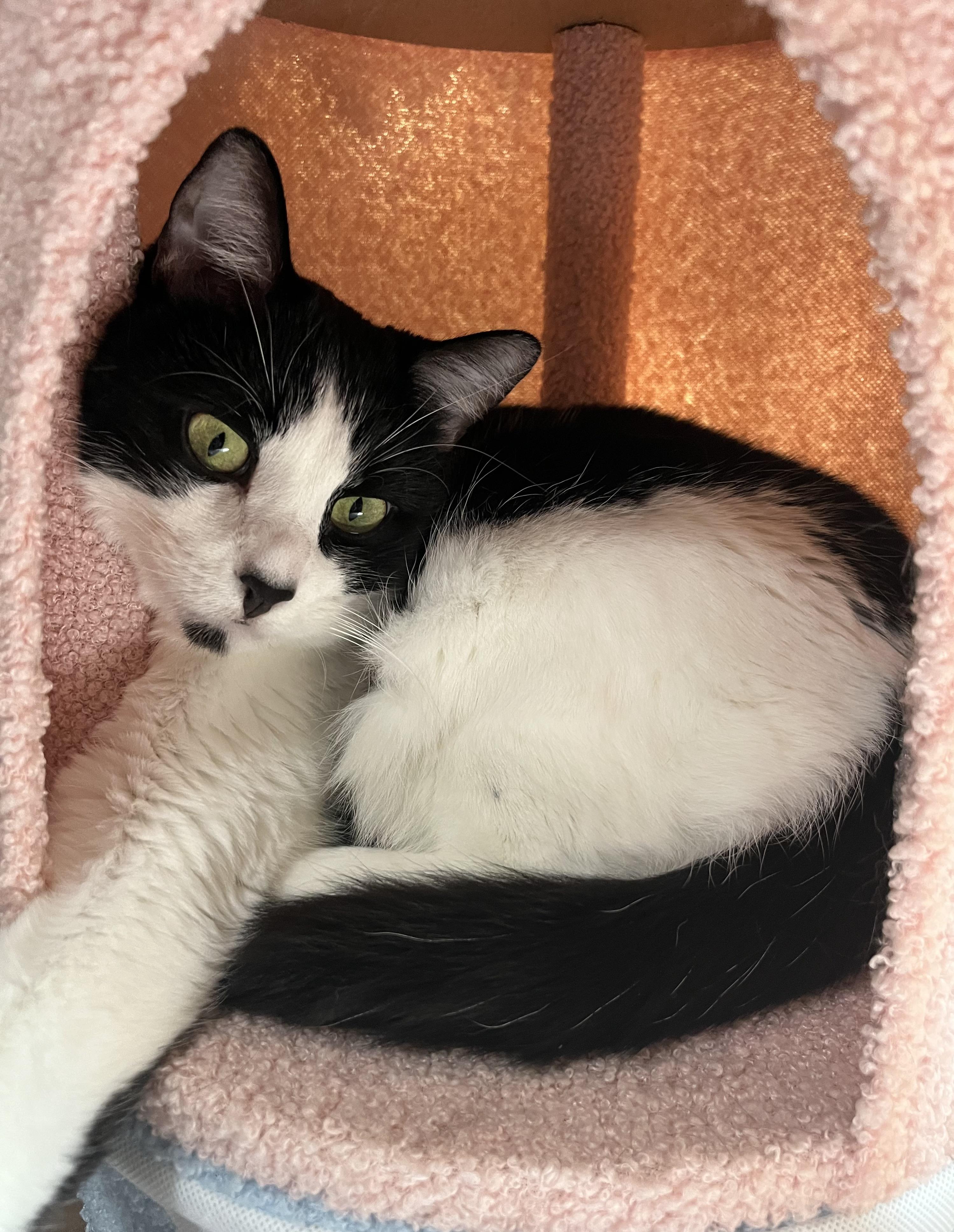 Annah, an adopted Domestic Short Hair in Battle Ground, IN image 1/3