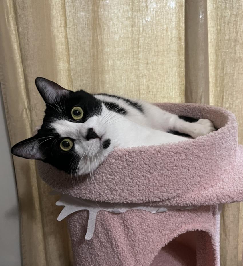 Annah, an adopted Domestic Short Hair in Battle Ground, IN image 2/3