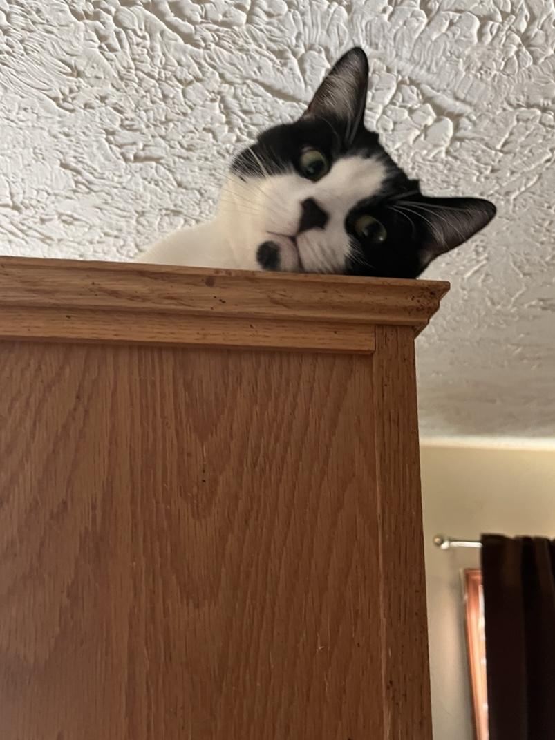 Annah, an adopted Domestic Short Hair in Battle Ground, IN image 3/3