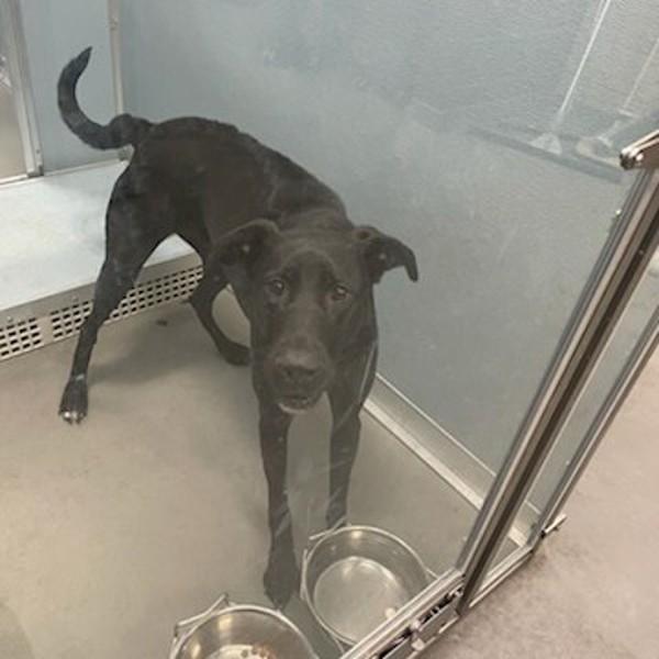 Nova, Adoptable, Young Female Doberman Pinscher.
