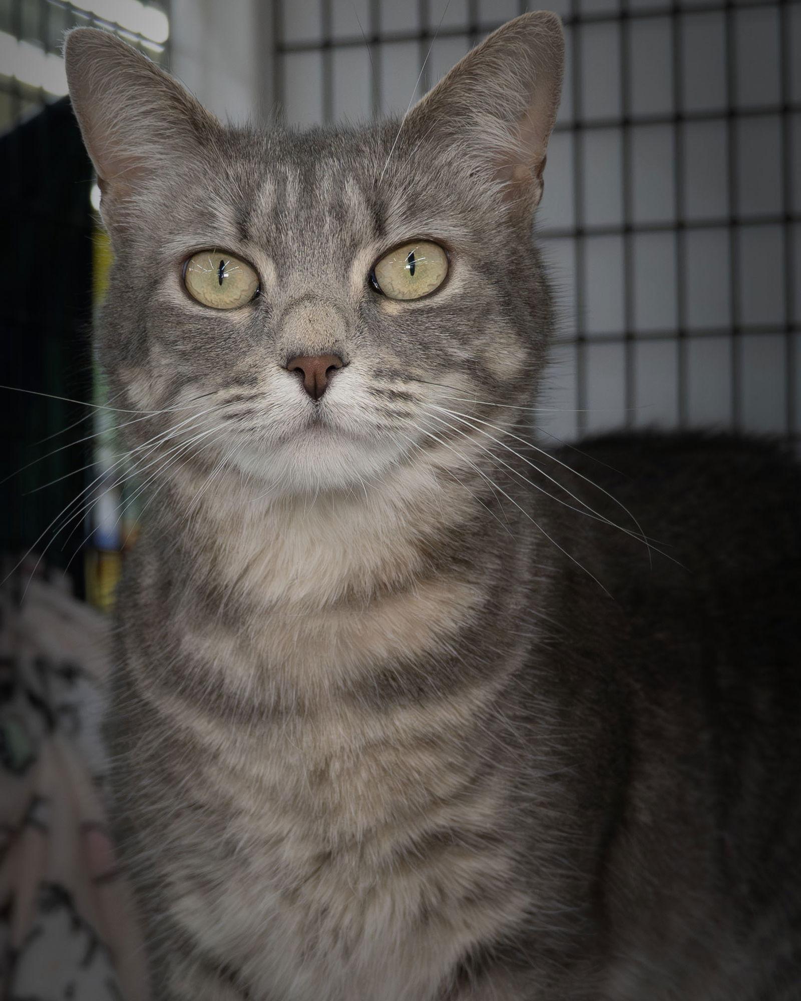 Noli, Adoptable, Young Female Domestic Short Hair.