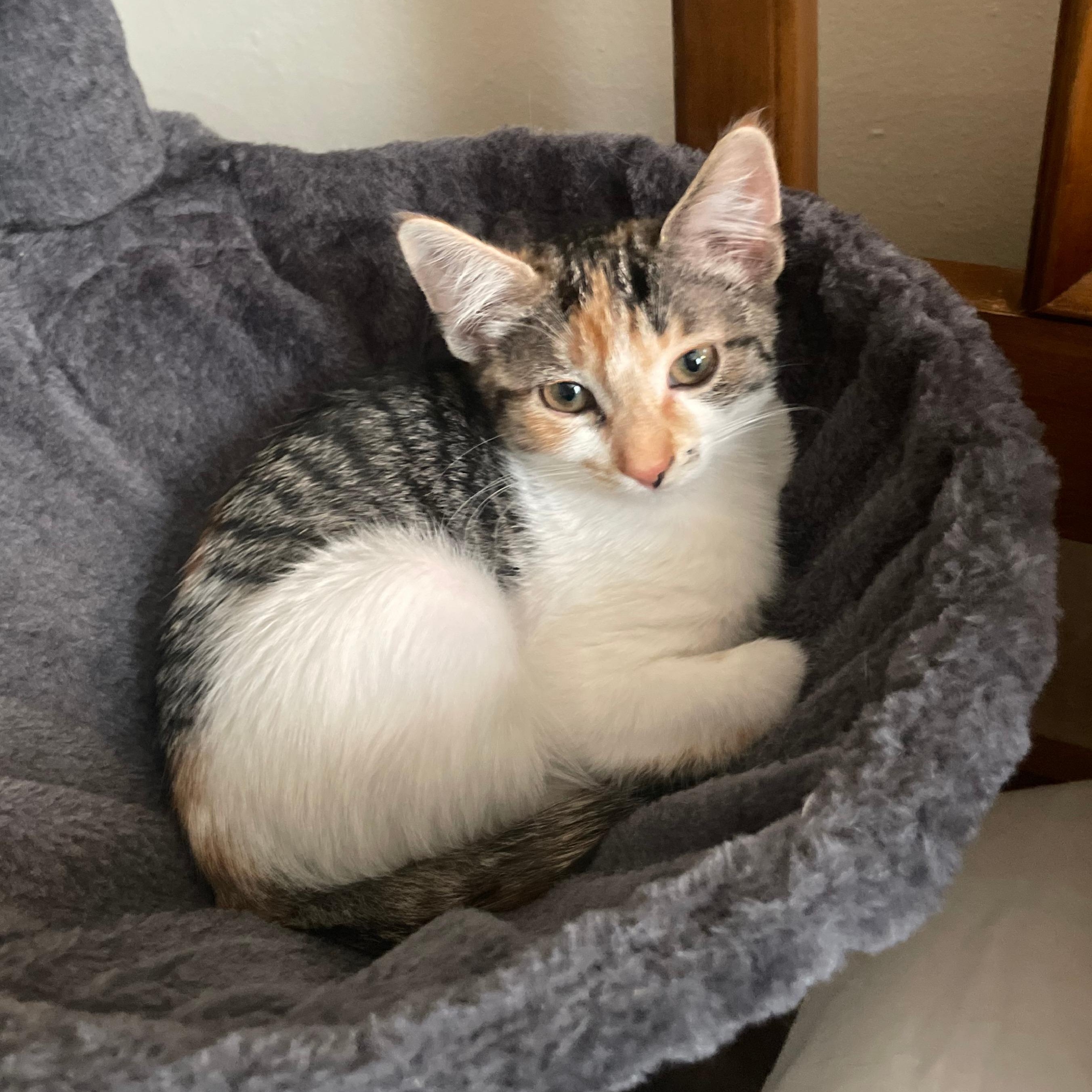 Honeyberry, adopted, Kitten Female Domestic Short Hair.