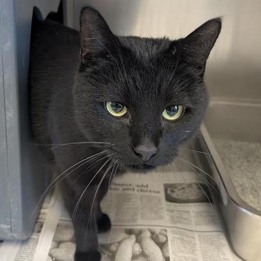 Enlarge Judge Judy, an adopted Domestic Short Hair in Kansas City, KS image 1/1