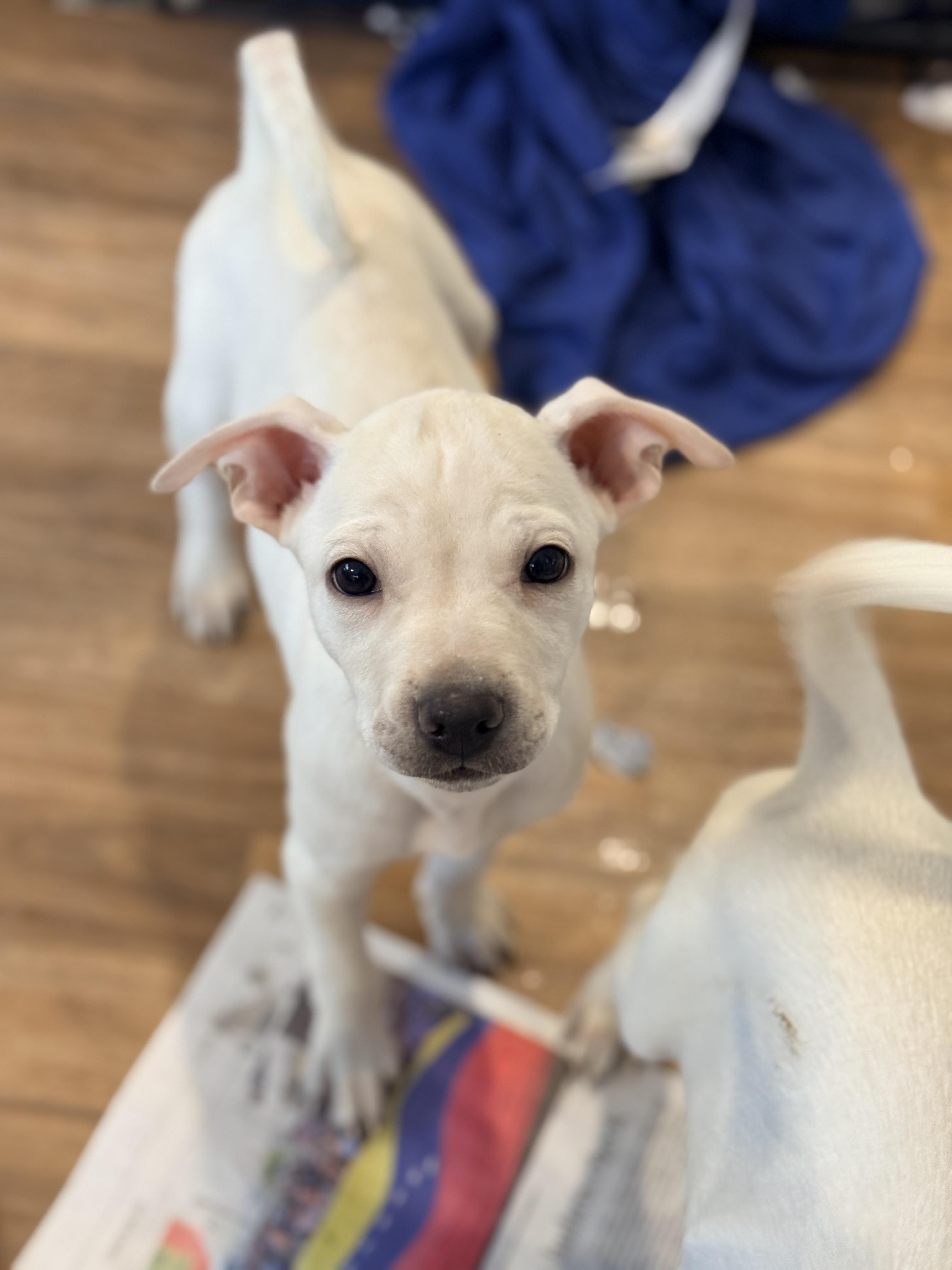 Enlarge Nani , a ADOPTABLE mixed breed in Columbia, MD image 2/3