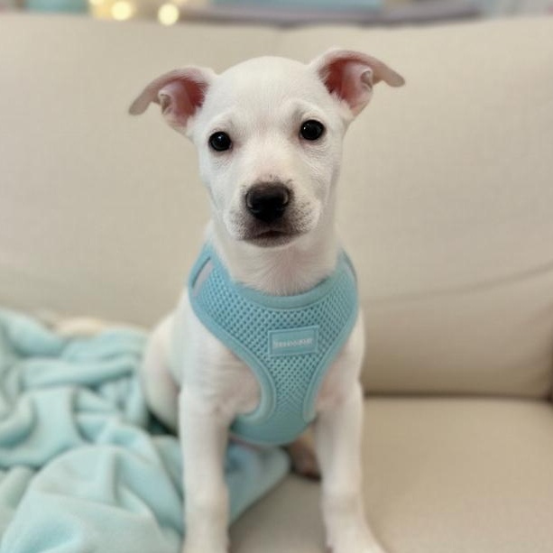 Nani , ADOPTABLE, Puppy Female Terrier.