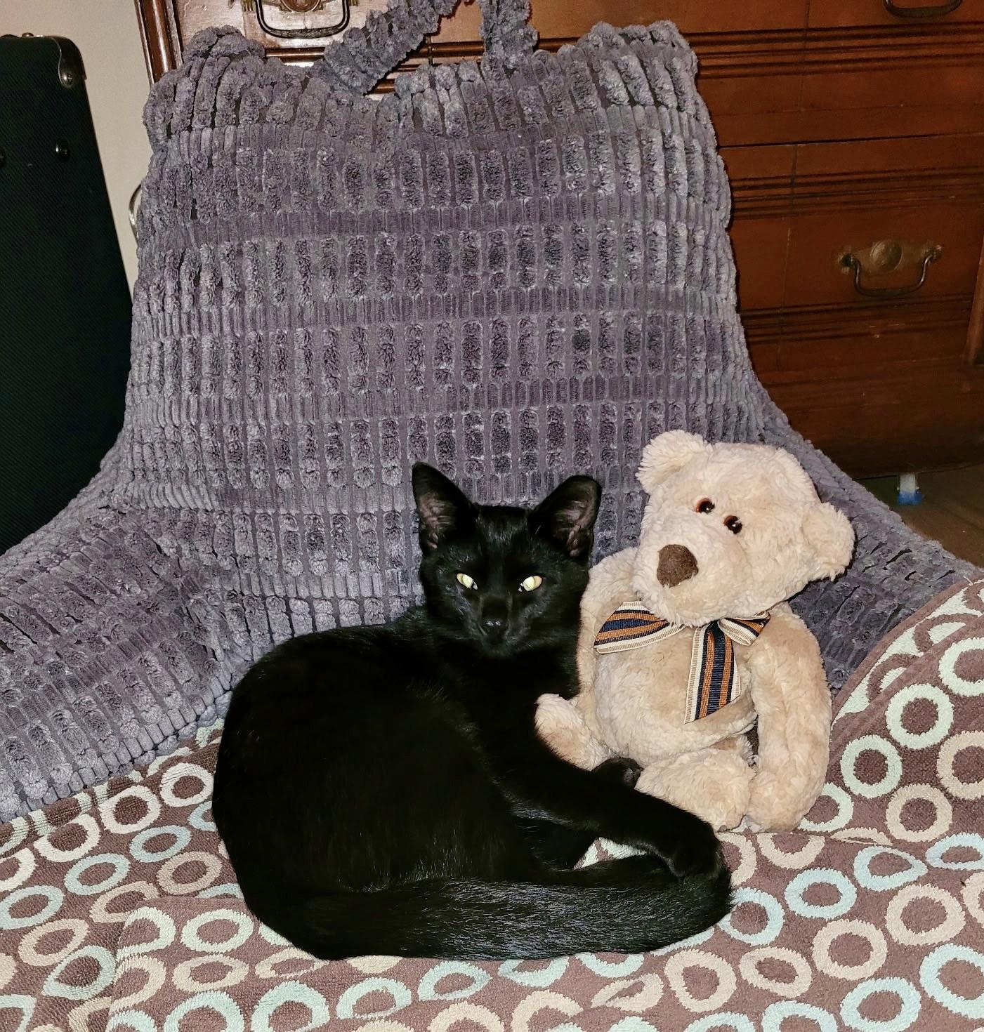 Kiko, a ADOPTABLE Domestic Short Hair in Plain City, OH image 1/5