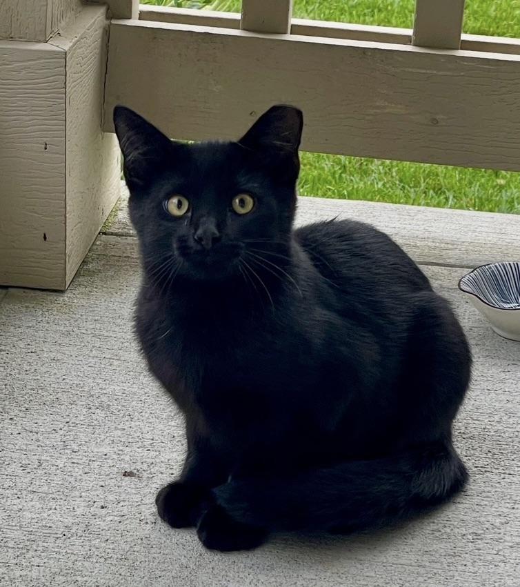 Kiko, a ADOPTABLE Domestic Short Hair in Plain City, OH image 2/5