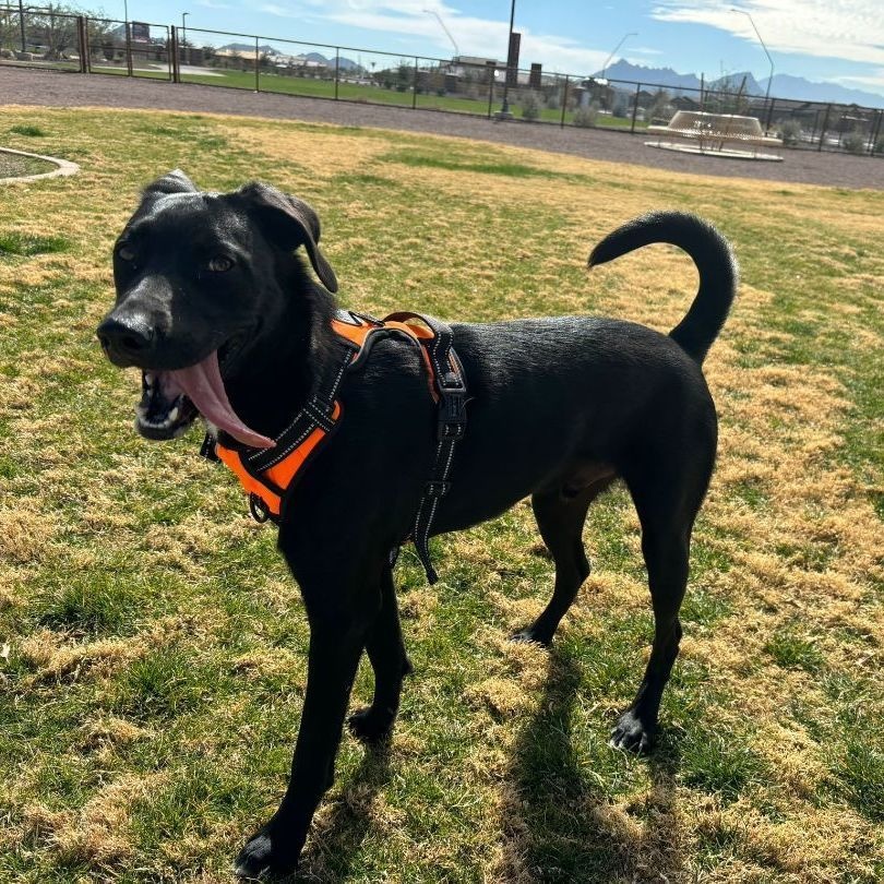 Enlarge Pistachio, a Adoptable mixed breed in Nogales , AZ image 3/6