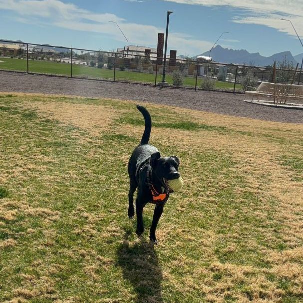 Enlarge Pistachio, a Adoptable mixed breed in Nogales , AZ image 5/6