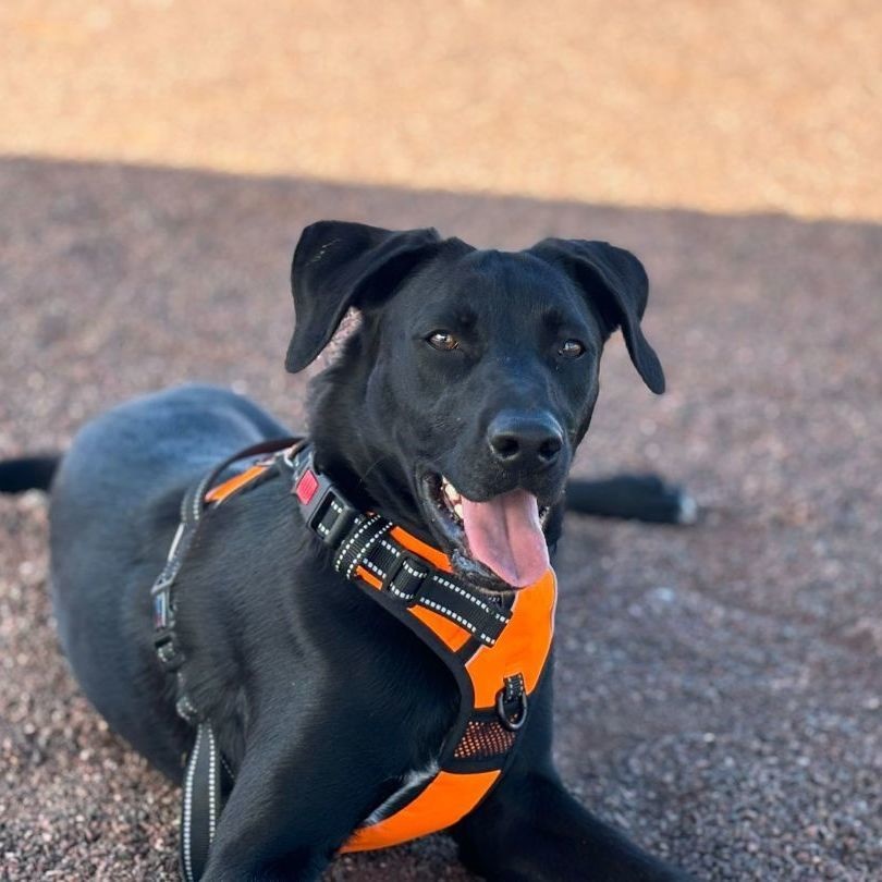 Enlarge Pistachio, a Adoptable mixed breed in Nogales , AZ image 6/6