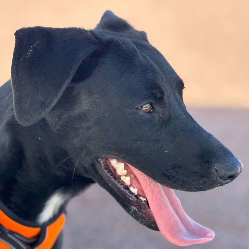 Enlarge Pistachio, a Adoptable mixed breed in Nogales , AZ image 2/6