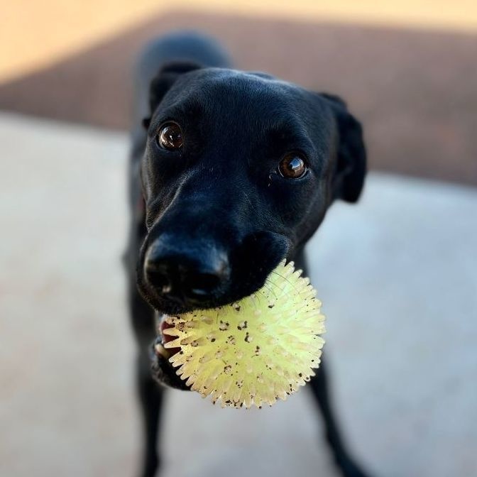 Enlarge Pistachio, a Adoptable mixed breed in Nogales , AZ image 1/6