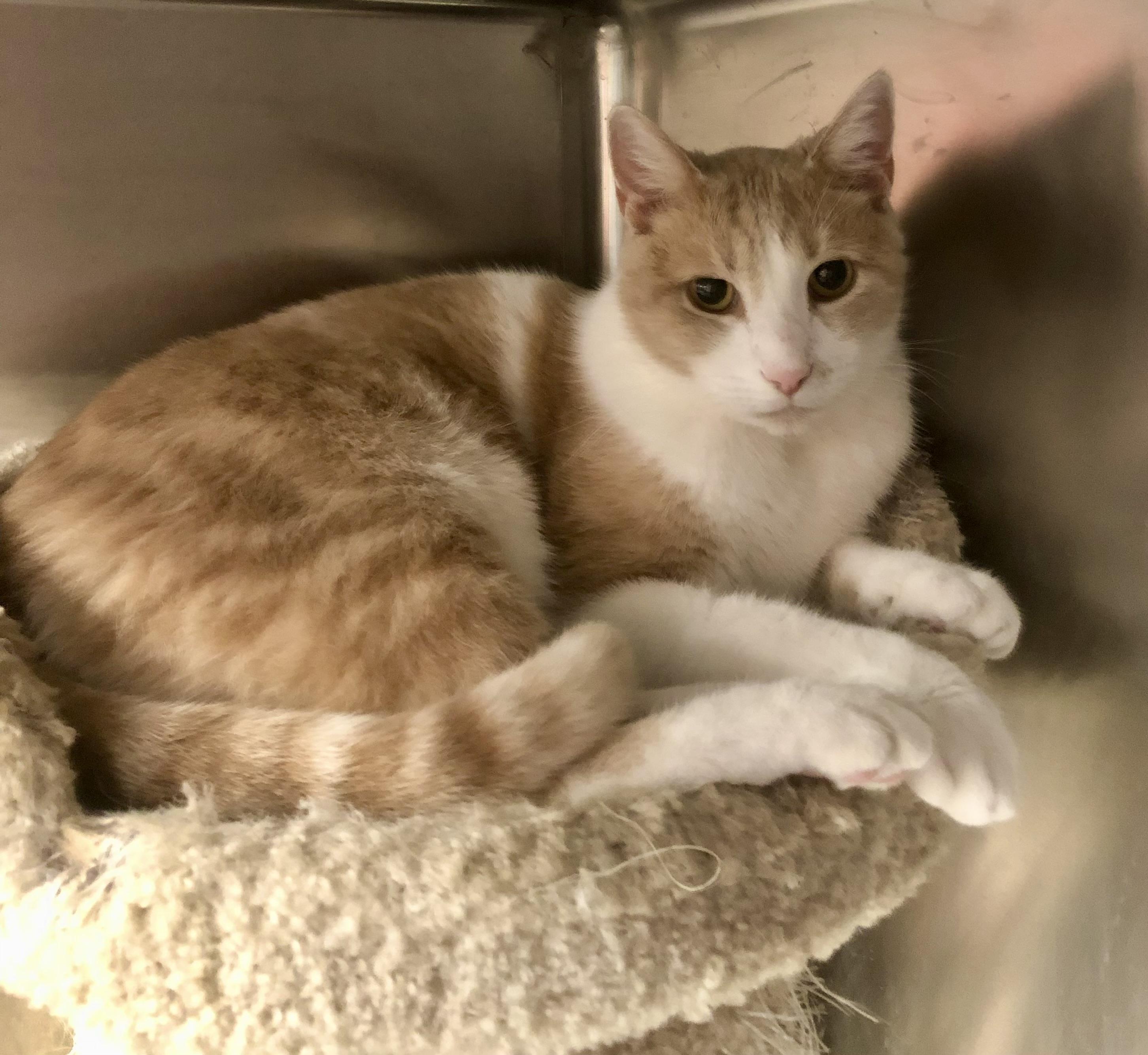 Garfunkel , ADOPTABLE, Adult Male Domestic Short Hair.