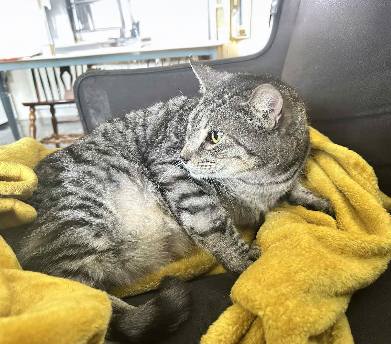 Enlarge *Kojo, a Adoptable Domestic Short Hair in Forest, VA image 1/3