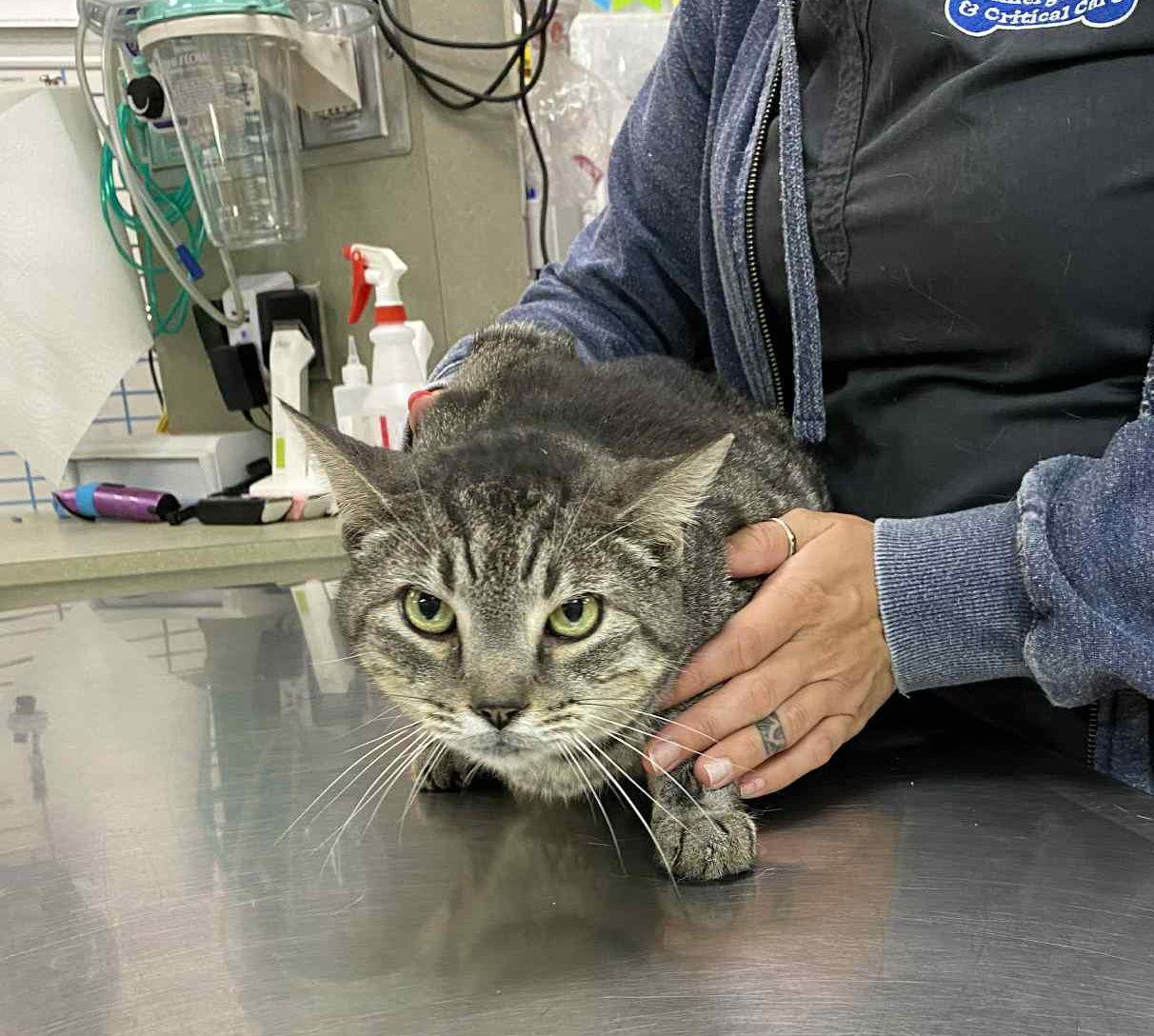 *Kojo, a Adoptable Domestic Short Hair in Forest, VA image 2/3