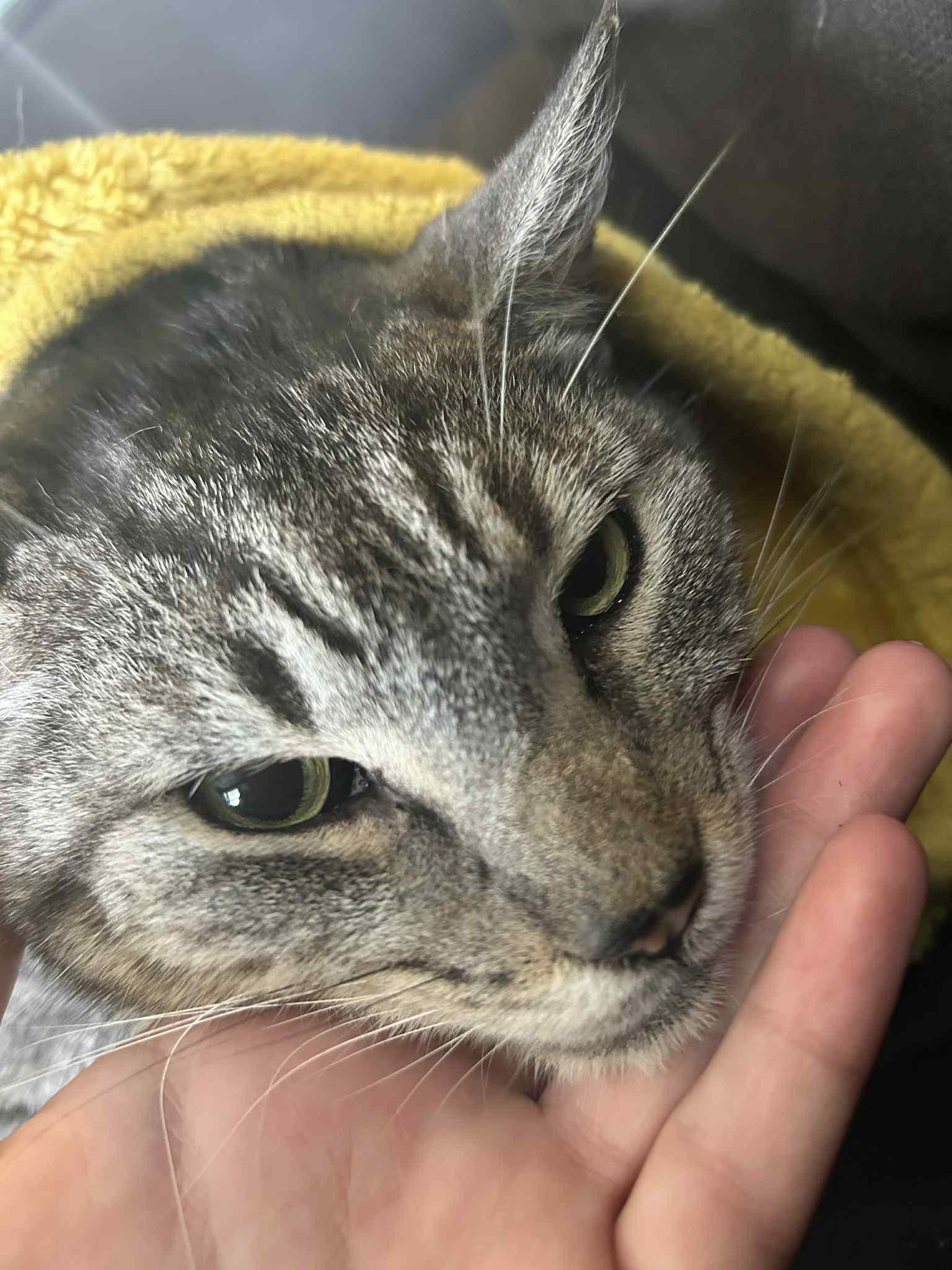 Enlarge *Kojo, a Adoptable Domestic Short Hair in Forest, VA image 3/3