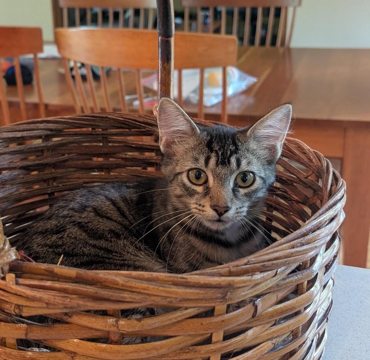 Eugene, Adoptable, Kitten Male Domestic Short Hair.