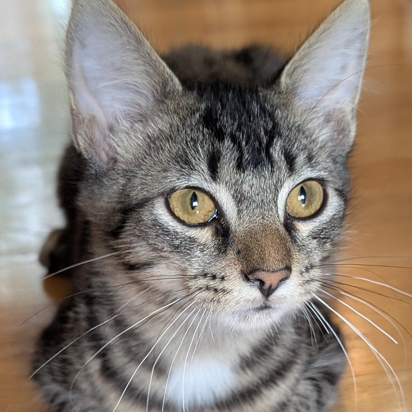 Eugene, a Adoptable mixed breed in Minneapolis, MN image 3/5