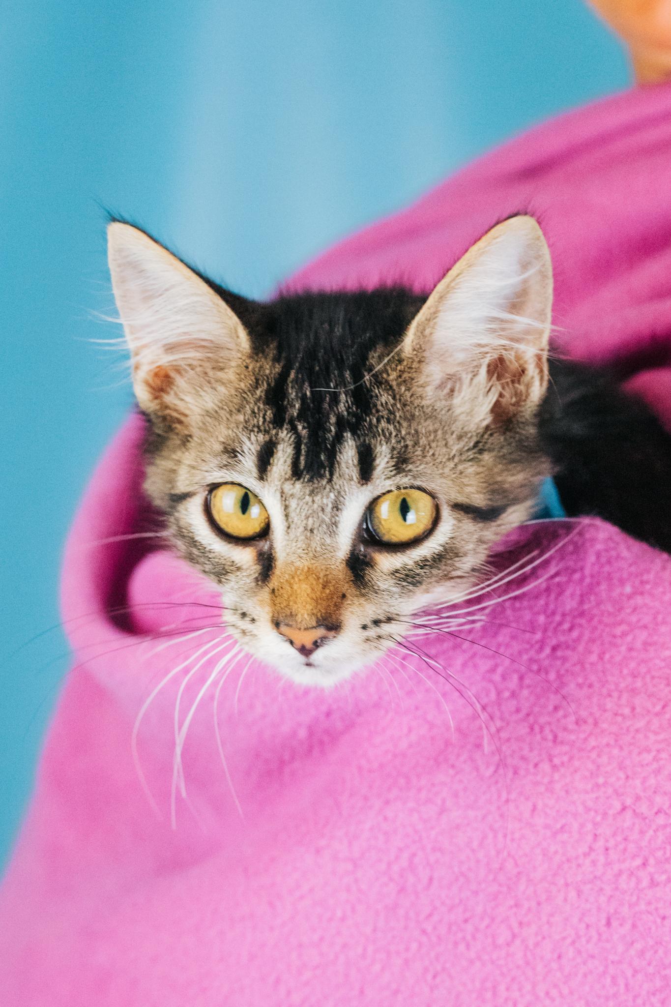 Eugene, a Adoptable mixed breed in Minneapolis, MN image 5/5