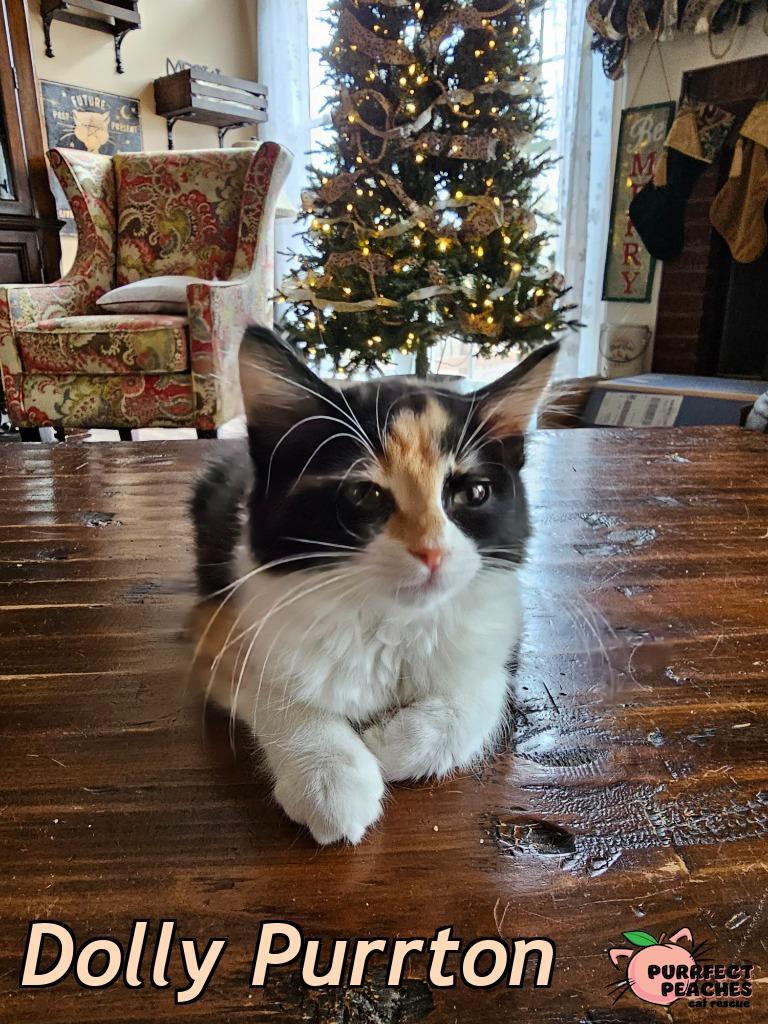 Enlarge Dolly Purrton, a Adoptable mixed breed in Douglasville, GA image 1/6