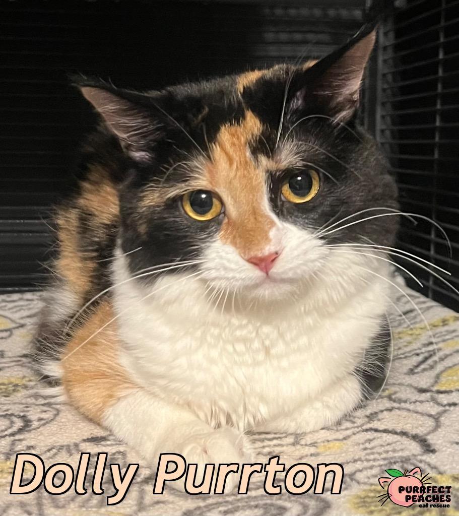 Enlarge Dolly Purrton, a Adoptable mixed breed in Douglasville, GA image 2/6