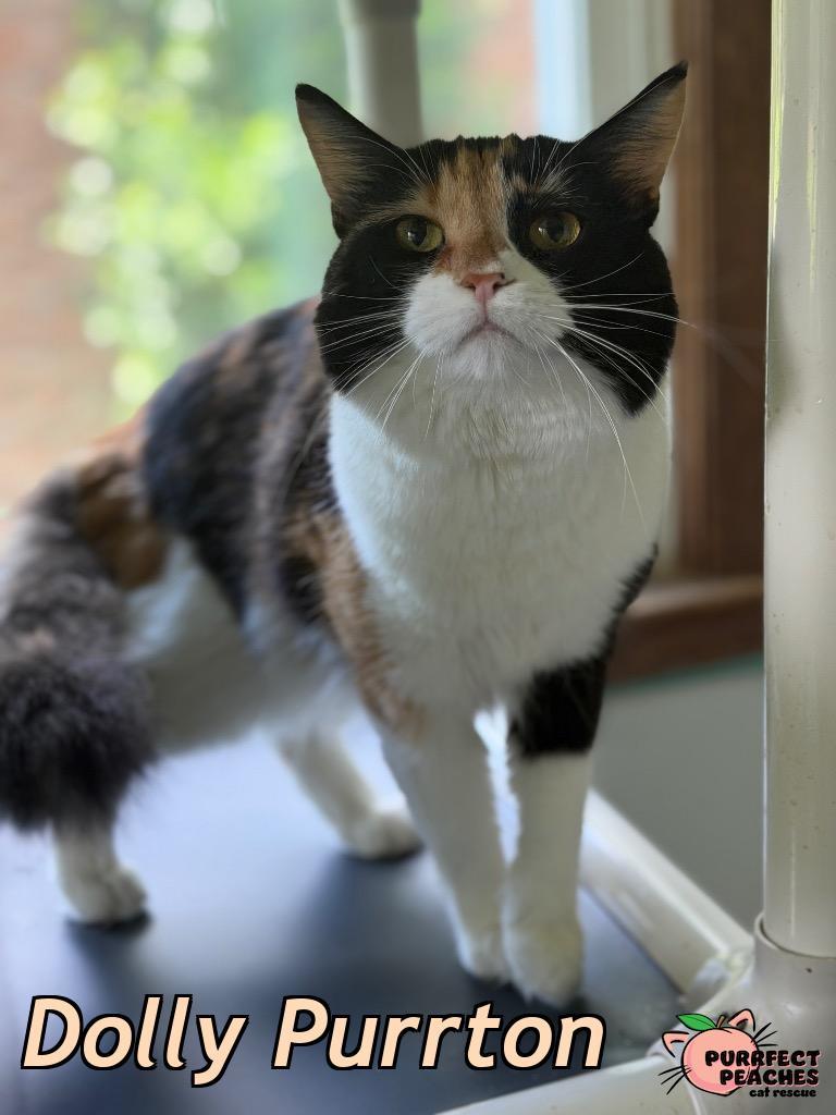Enlarge Dolly Purrton, a Adoptable mixed breed in Douglasville, GA image 3/6