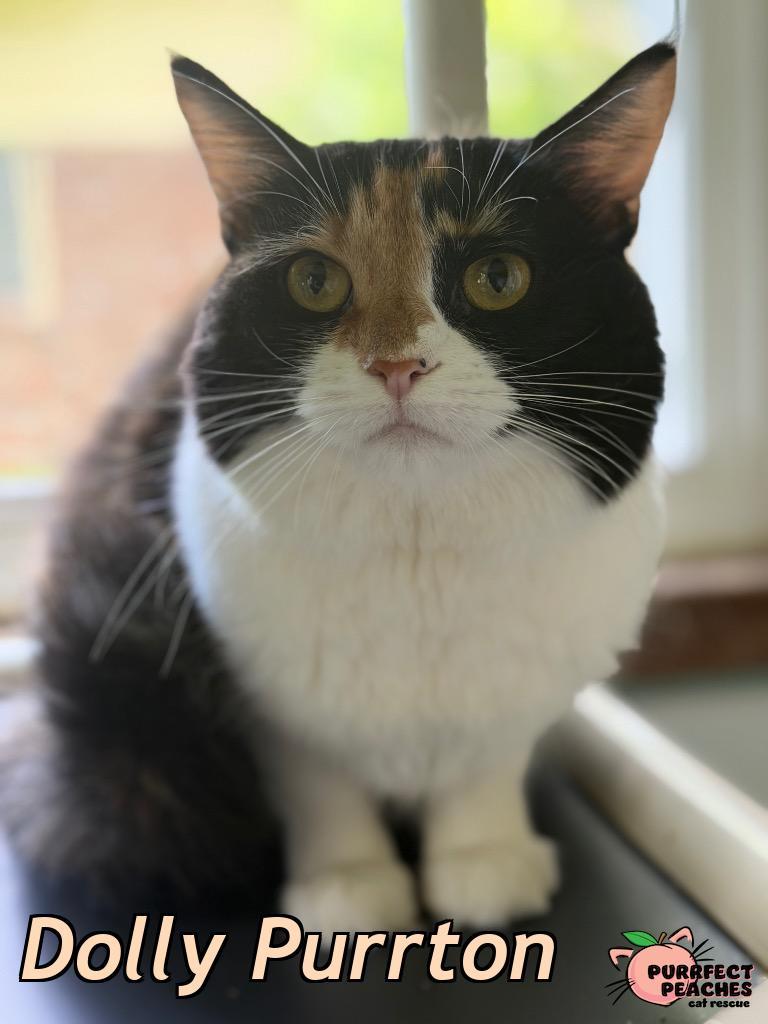 Enlarge Dolly Purrton, a Adoptable mixed breed in Douglasville, GA image 4/6
