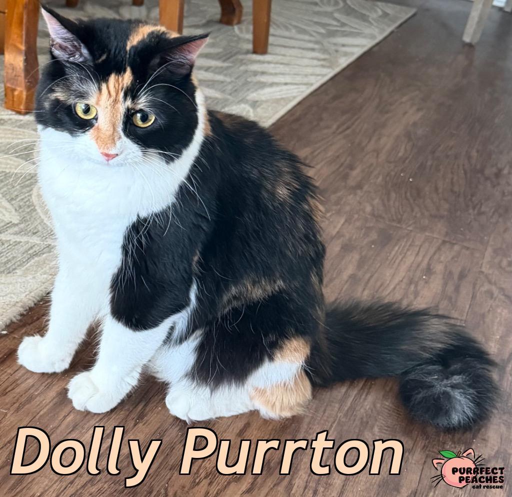 Enlarge Dolly Purrton, a Adoptable mixed breed in Douglasville, GA image 5/6