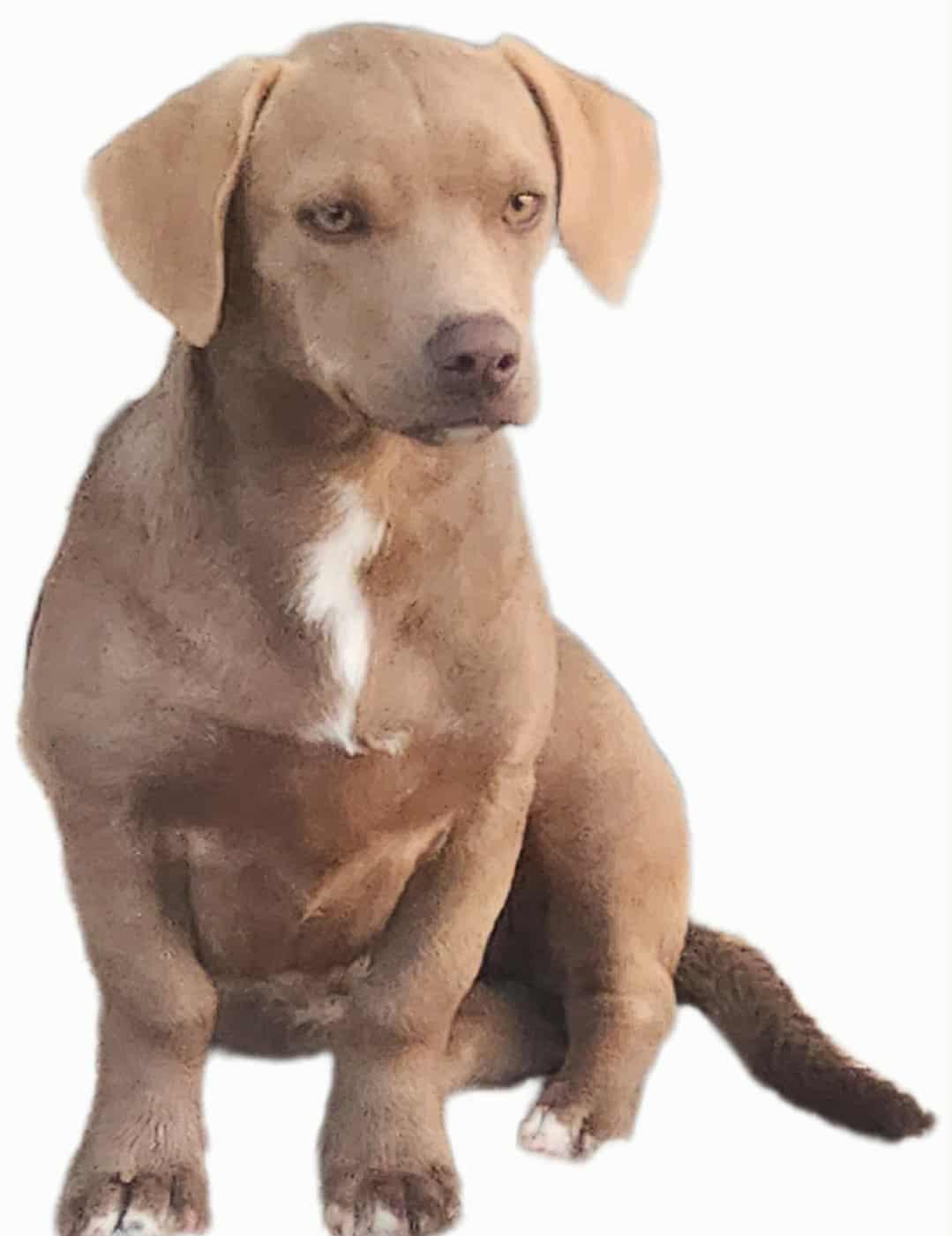 Enlarge CHLOE, a ADOPTABLE mixed breed in Jackson, TN image 3/6