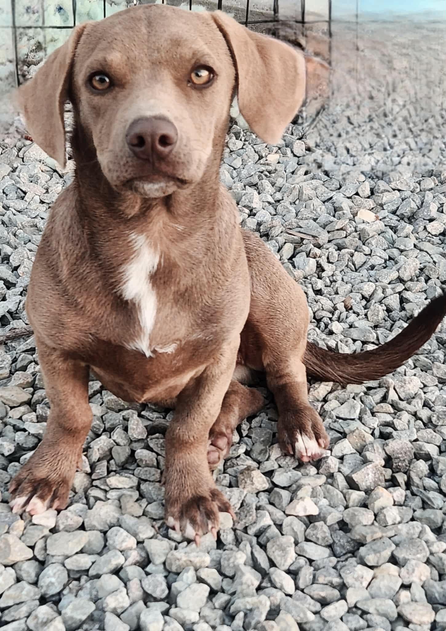 Enlarge CHLOE, a ADOPTABLE mixed breed in Jackson, TN image 2/6
