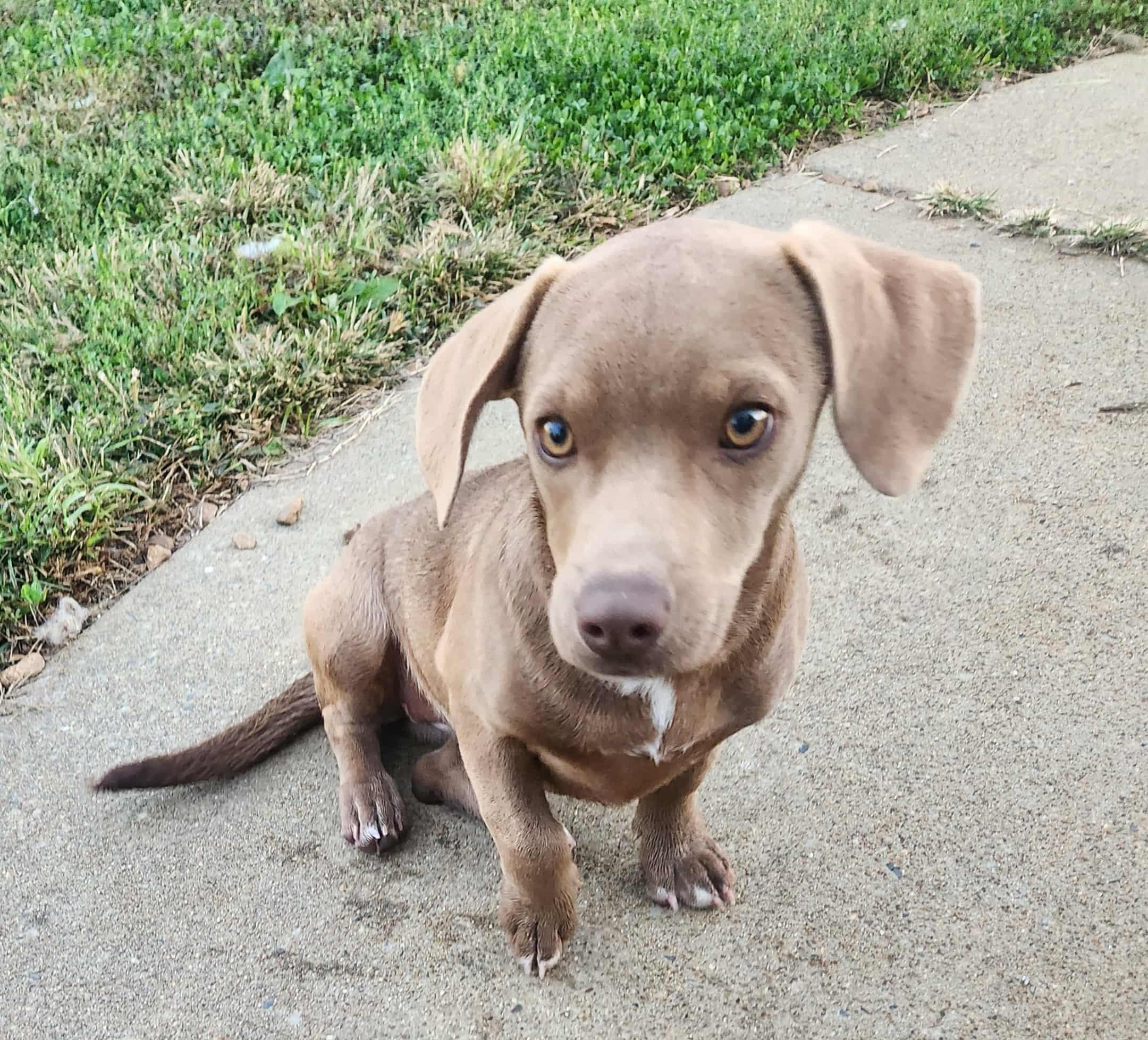 Enlarge CHLOE, a ADOPTABLE mixed breed in Jackson, TN image 6/6
