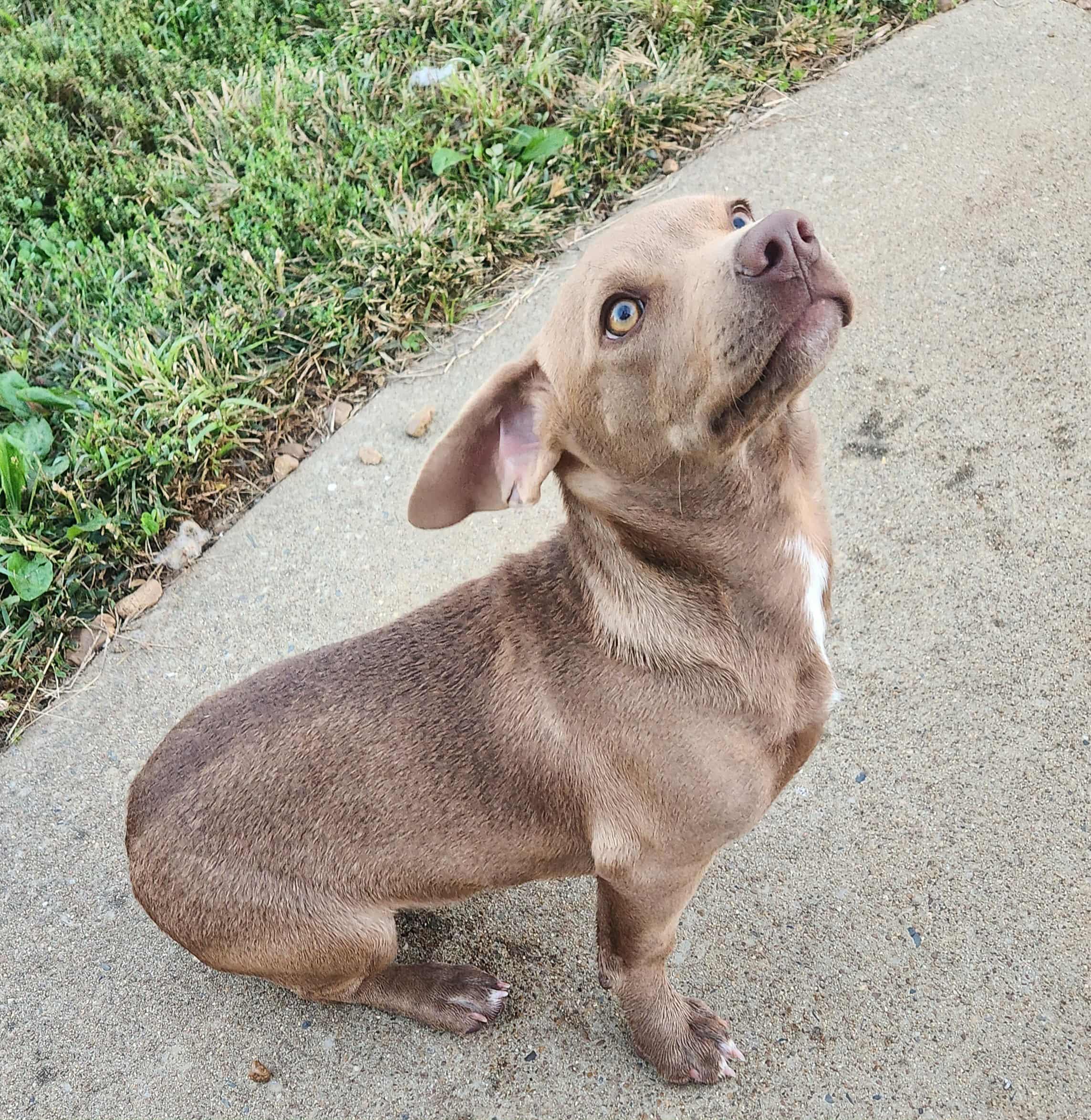 Enlarge CHLOE, a ADOPTABLE mixed breed in Jackson, TN image 4/6