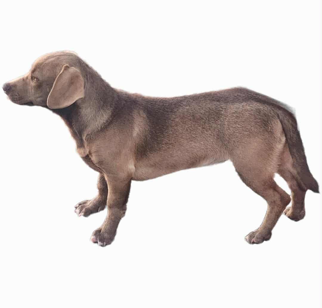 Enlarge CHLOE, a ADOPTABLE mixed breed in Jackson, TN image 5/6