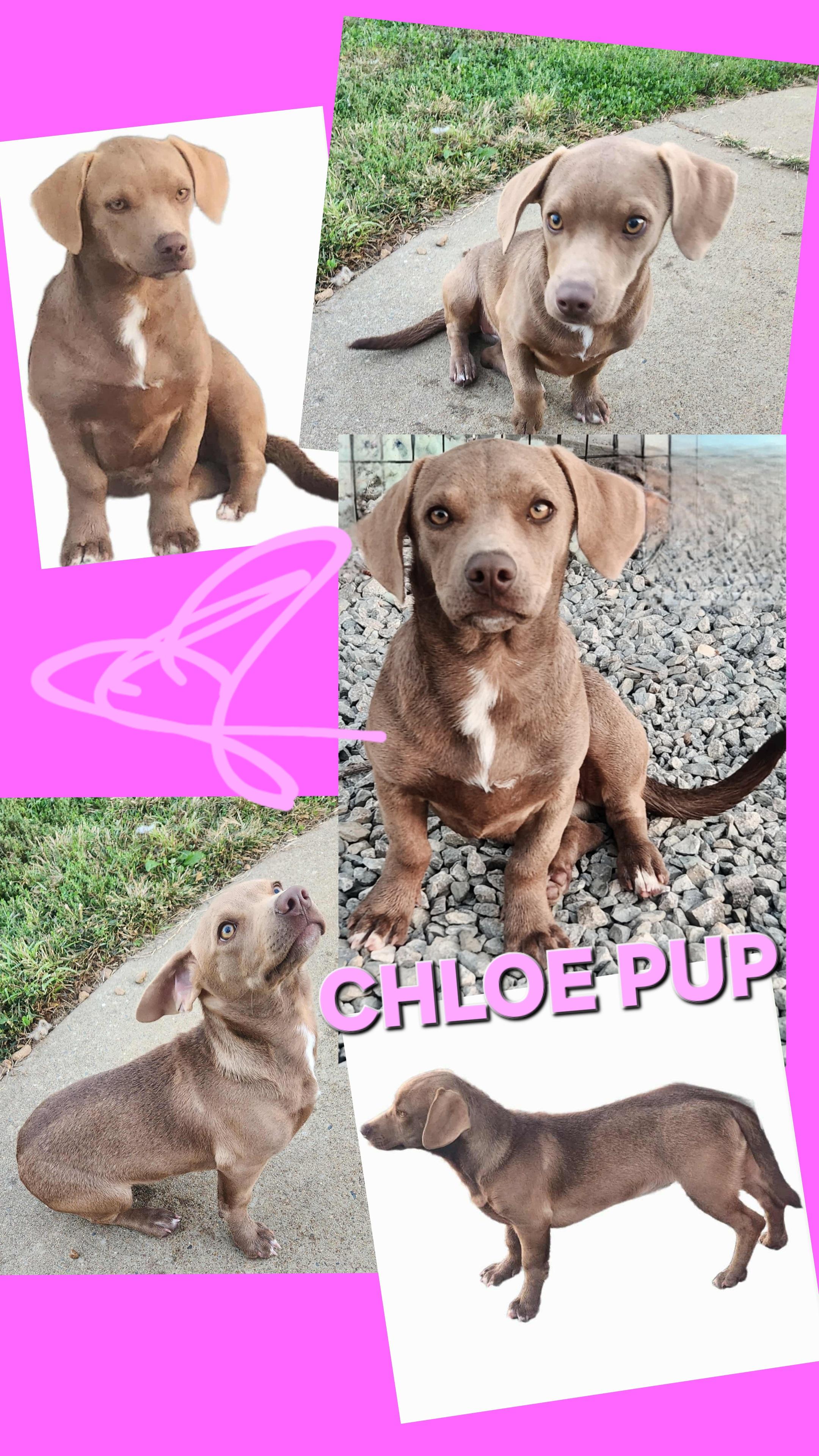 CHLOE, ADOPTABLE, Young Female Dachshund & Labrador Retriever.
