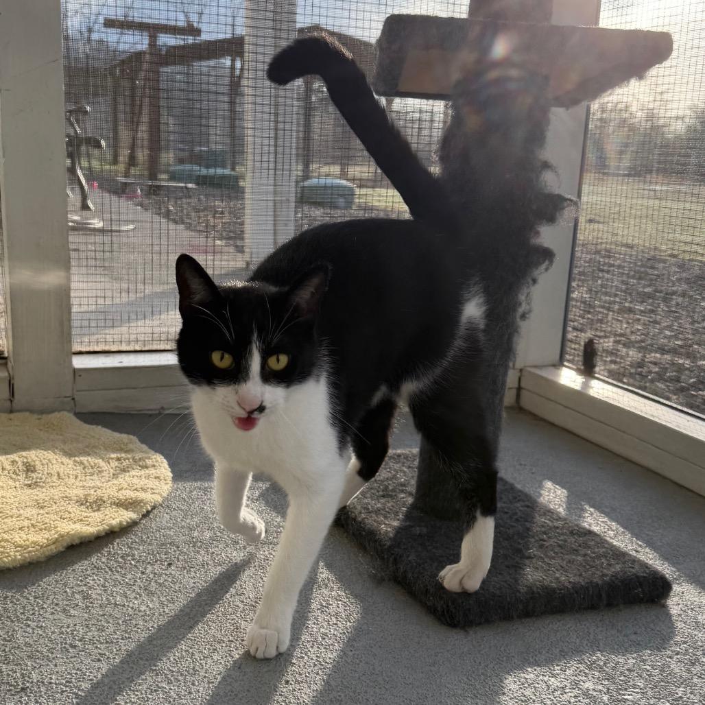 Tala, Adoptable, Adult Female Domestic Short Hair.