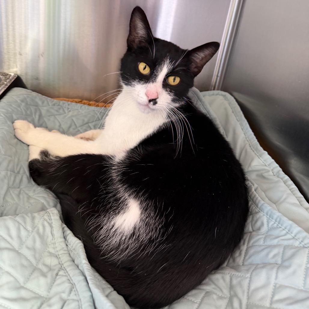 Tala, Adoptable, Adult Female Domestic Short Hair.