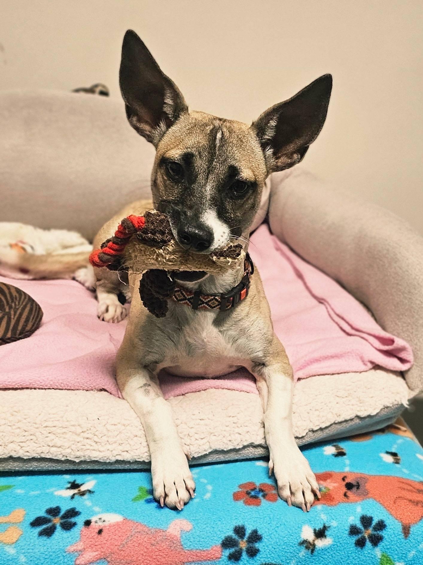 MacGuyver, a Adoptable mixed breed in Broken Arrow, OK image 1/4