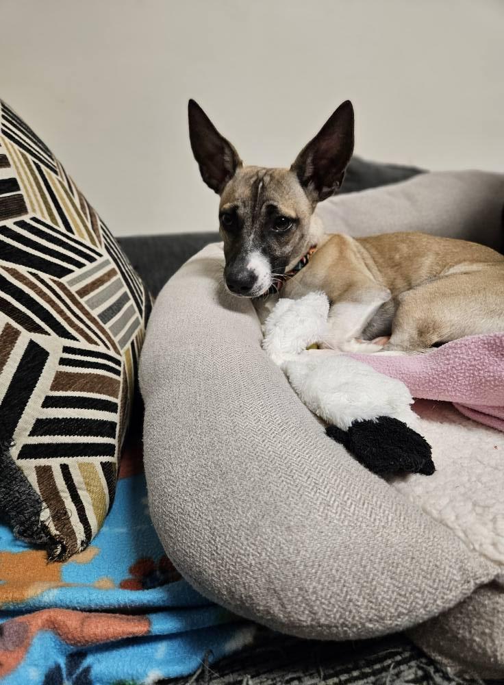 MacGuyver, a Adoptable mixed breed in Broken Arrow, OK image 2/4