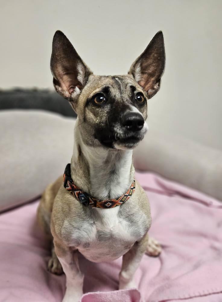 MacGuyver, a Adoptable mixed breed in Broken Arrow, OK image 3/4