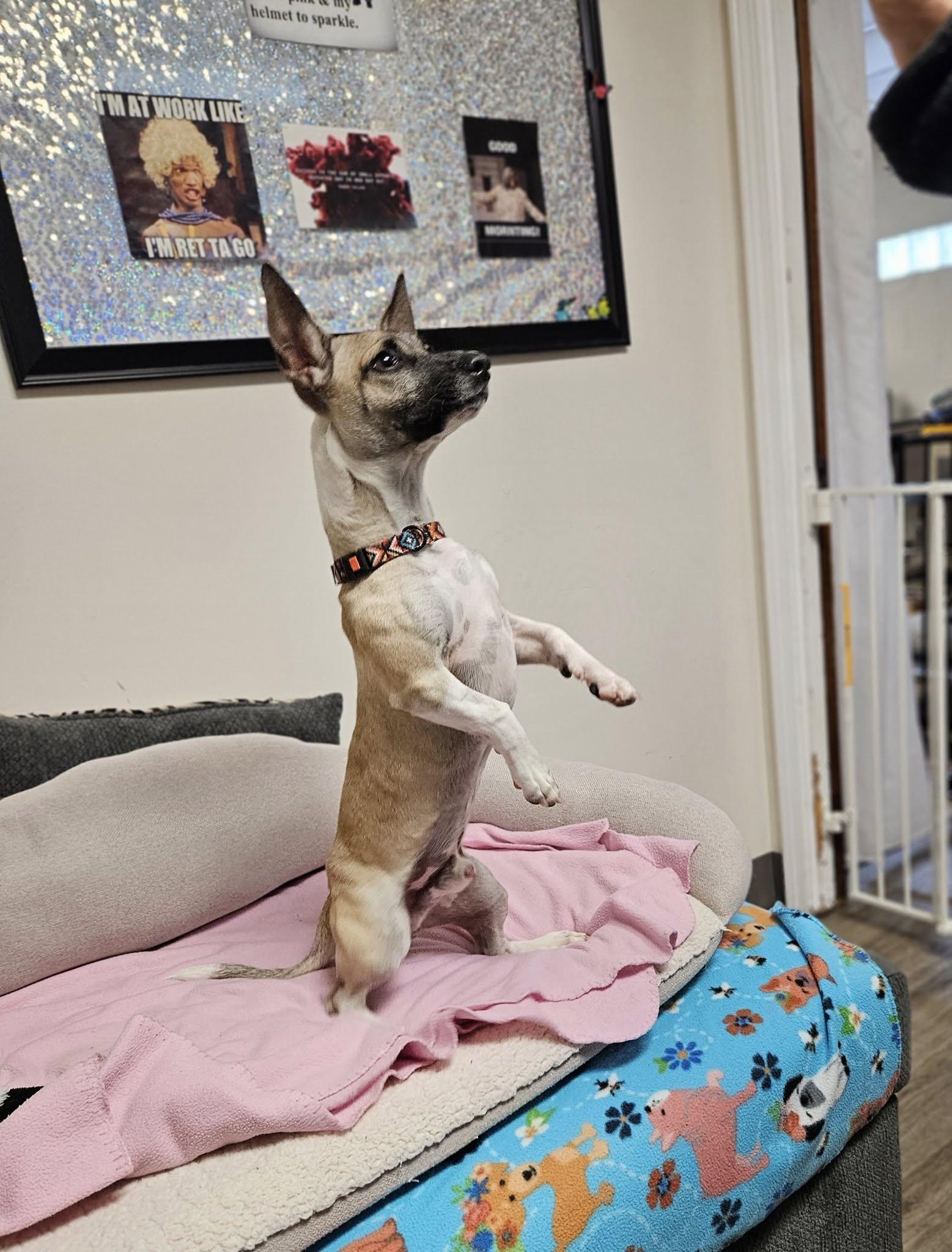MacGuyver, a Adoptable mixed breed in Broken Arrow, OK image 4/4