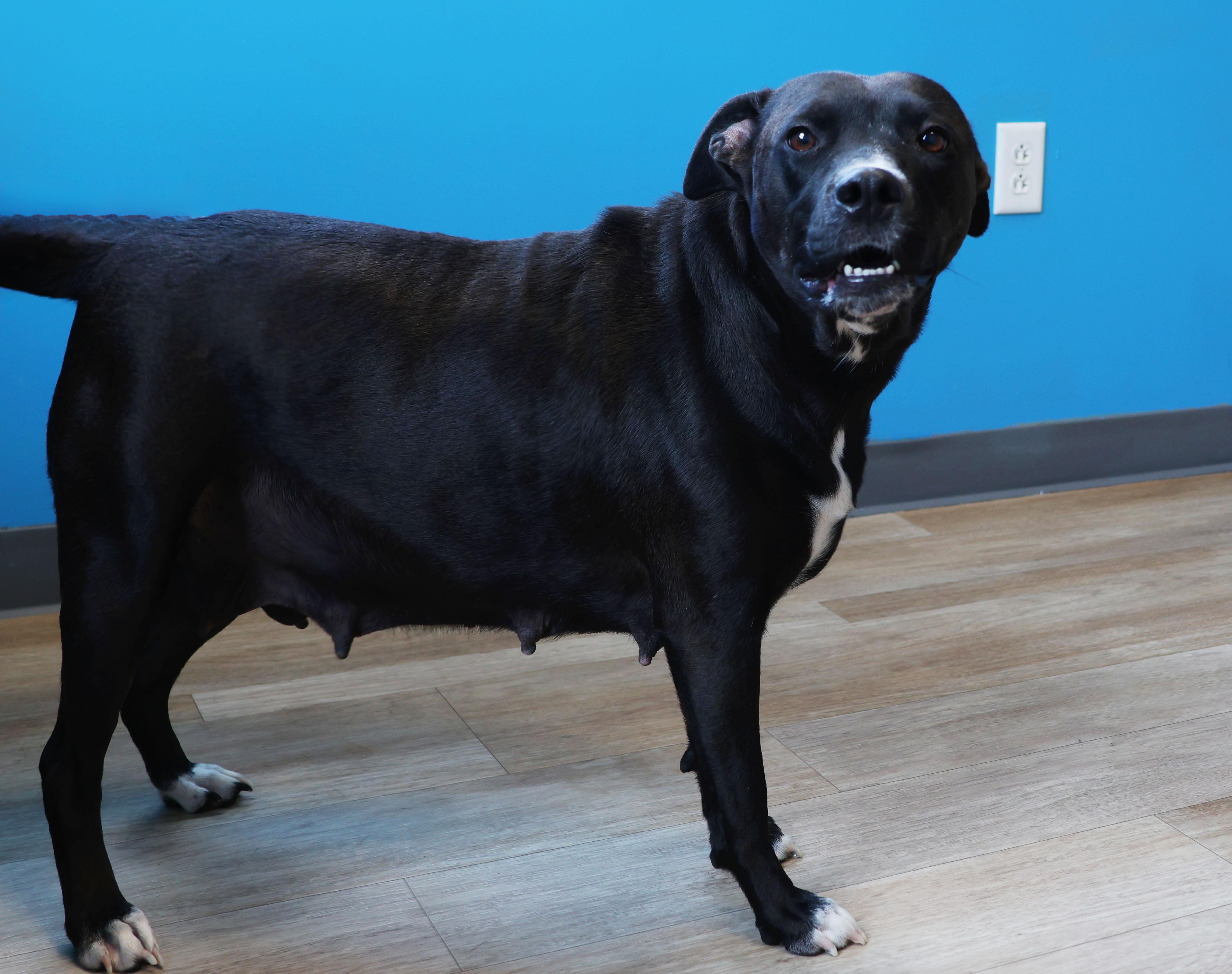 Enlarge Mina, a ADOPTABLE Pit Bull Terrier in Shelbyville, IN image 4/4