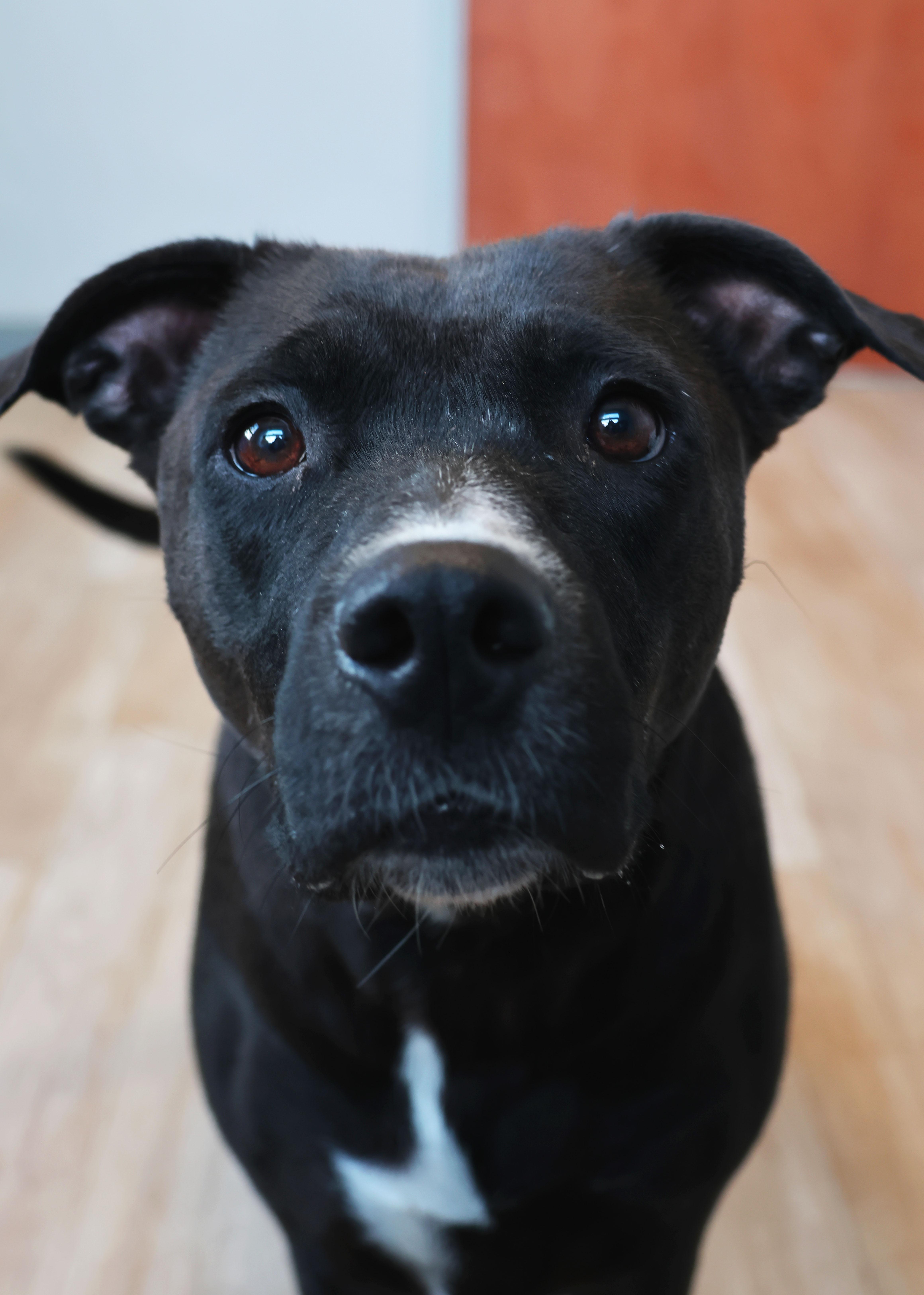 Enlarge Mina, a ADOPTABLE Pit Bull Terrier in Shelbyville, IN image 3/4