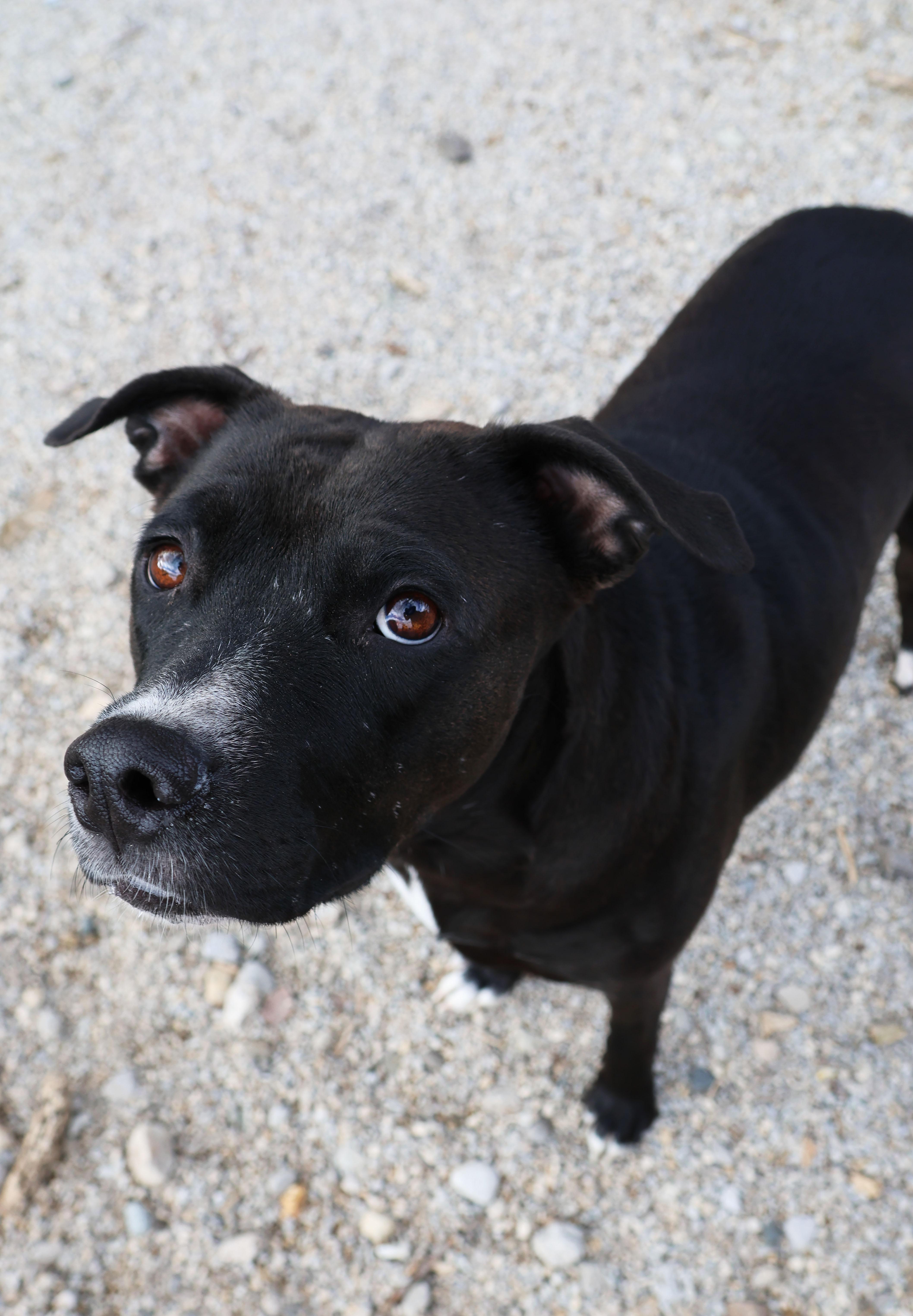 Mina, ADOPTABLE, Adult Female Pit Bull Terrier.