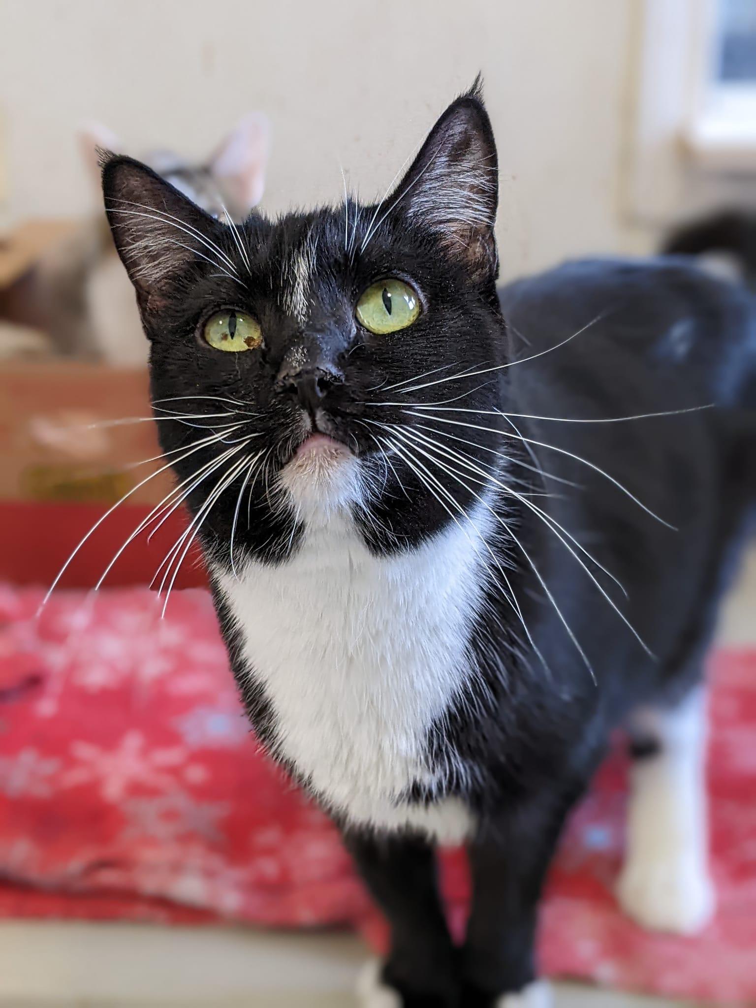 Aria, an adoptable Tuxedo in Tilton, IL image 2/2