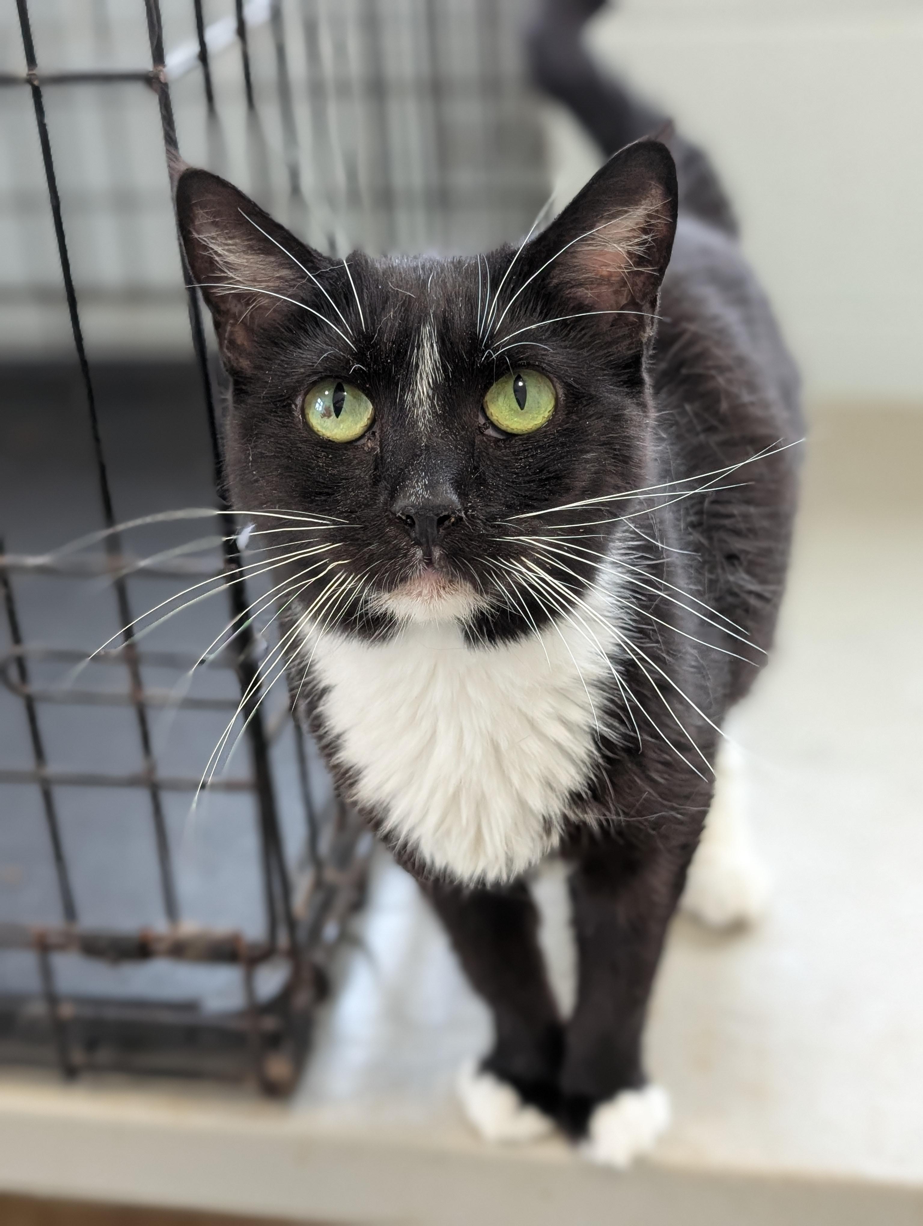 Aria, an adoptable Tuxedo in Tilton, IL image 1/2