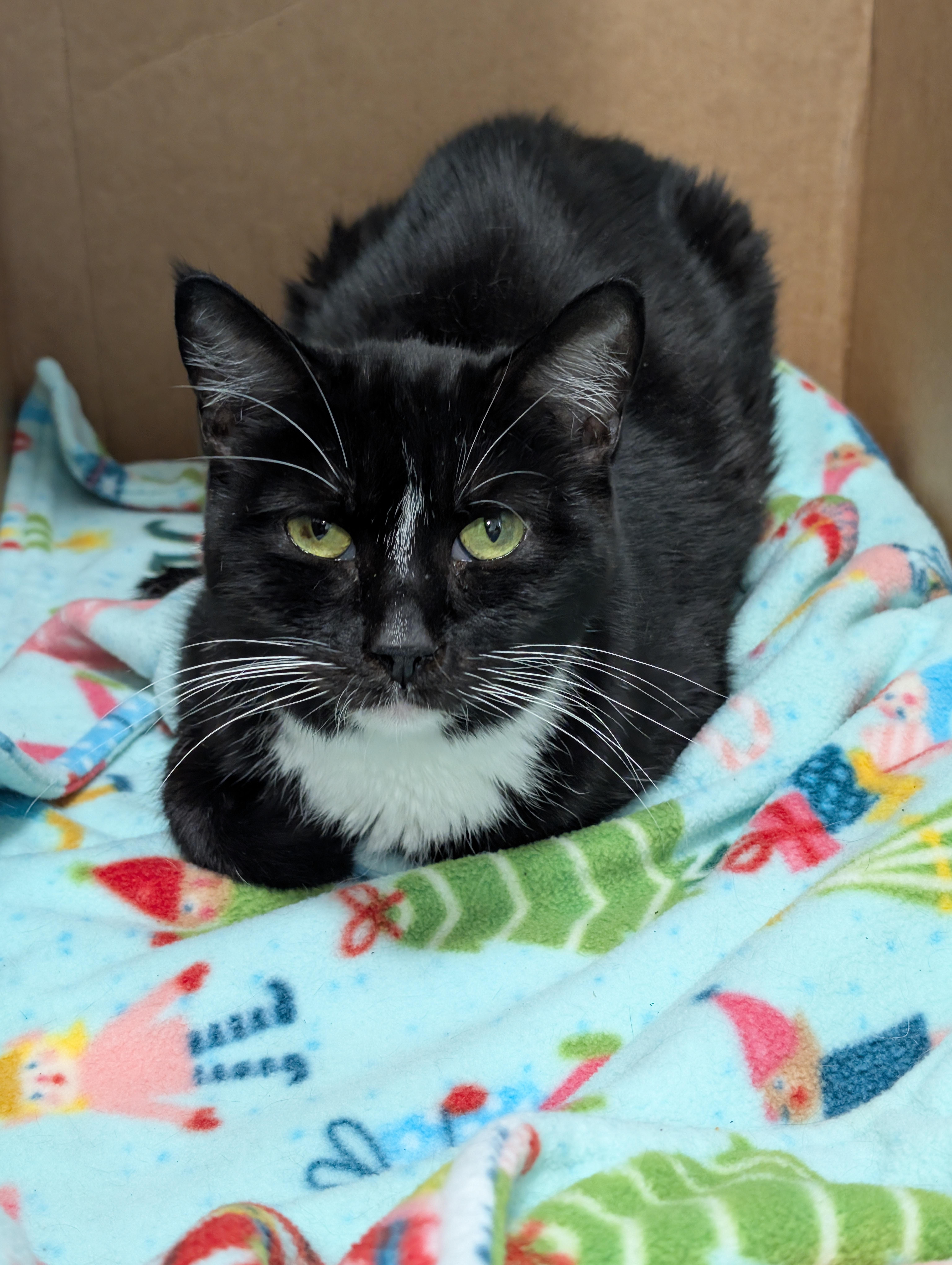 Enlarge Aria, an adoptable Tuxedo in Tilton, IL image 1/6