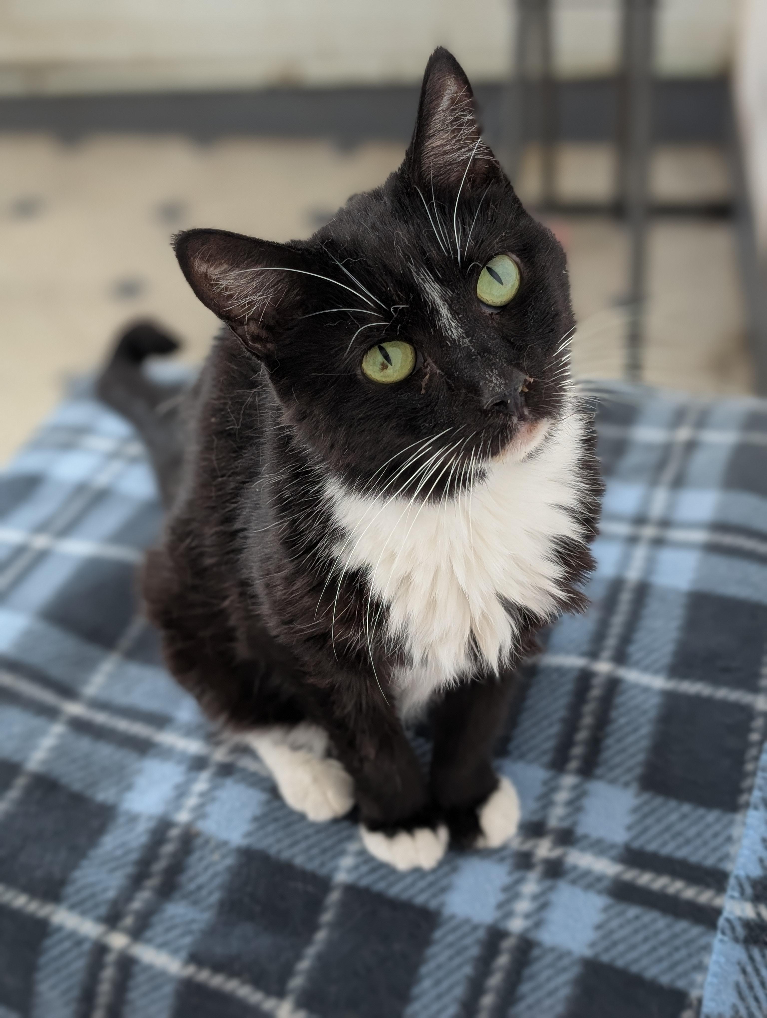 Enlarge Aria, an adoptable Tuxedo in Tilton, IL image 3/6